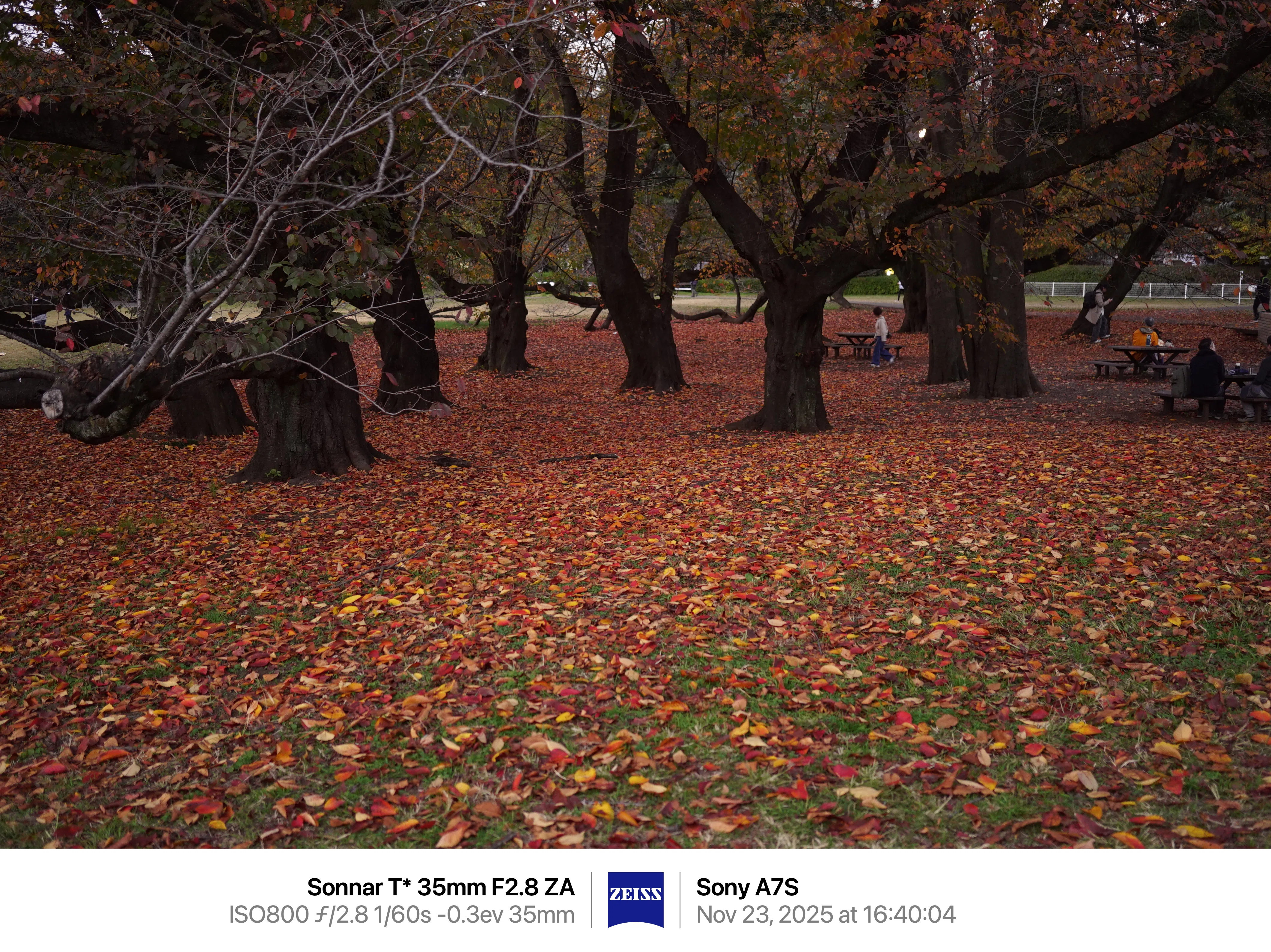 α7Sで砧公園の紅葉を撮ってみた｜まあ