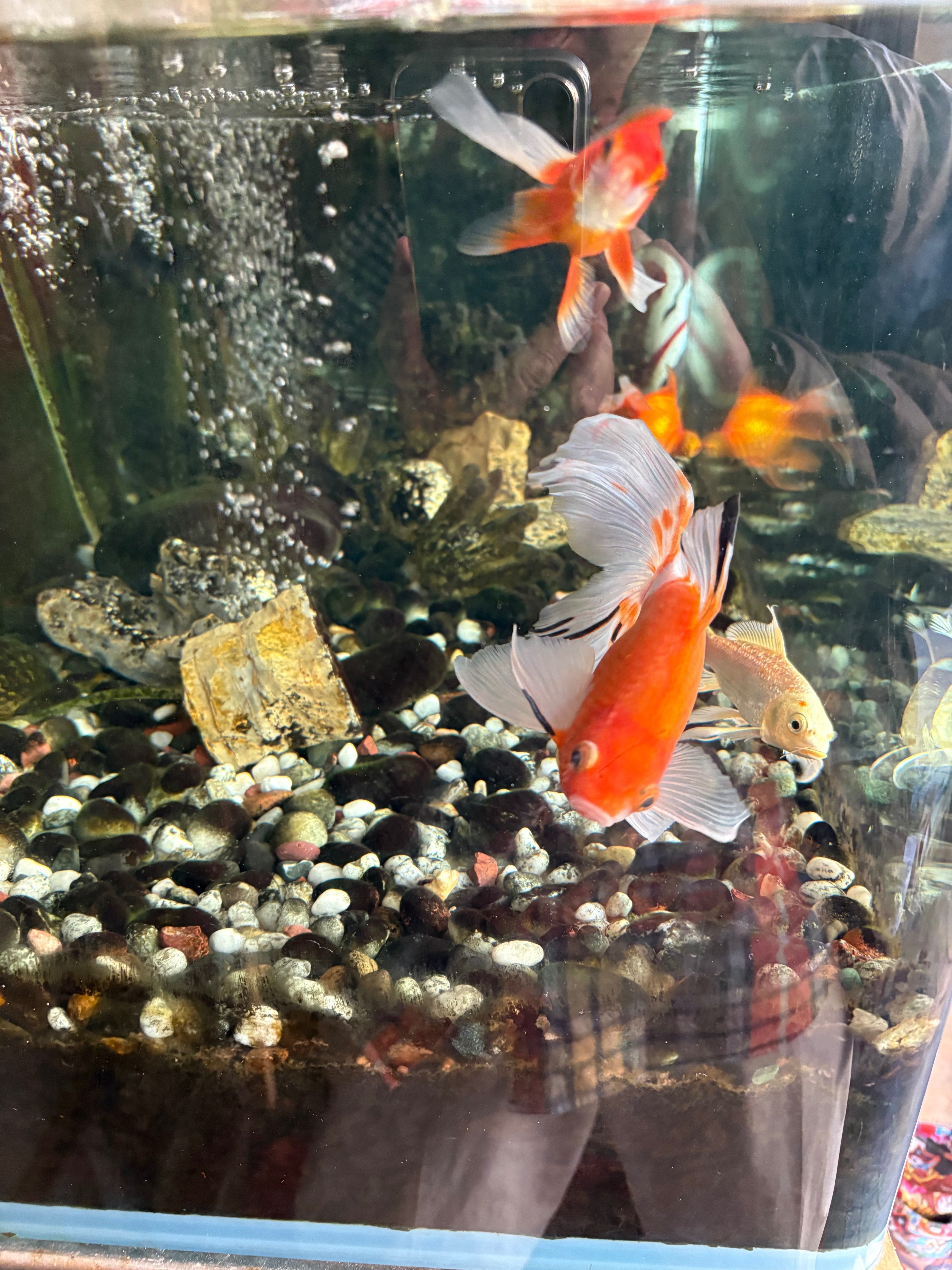 久しぶりに自由な時間のランチ闊歩で、飛鳥山の銀杏を愛でる｜野猿（や