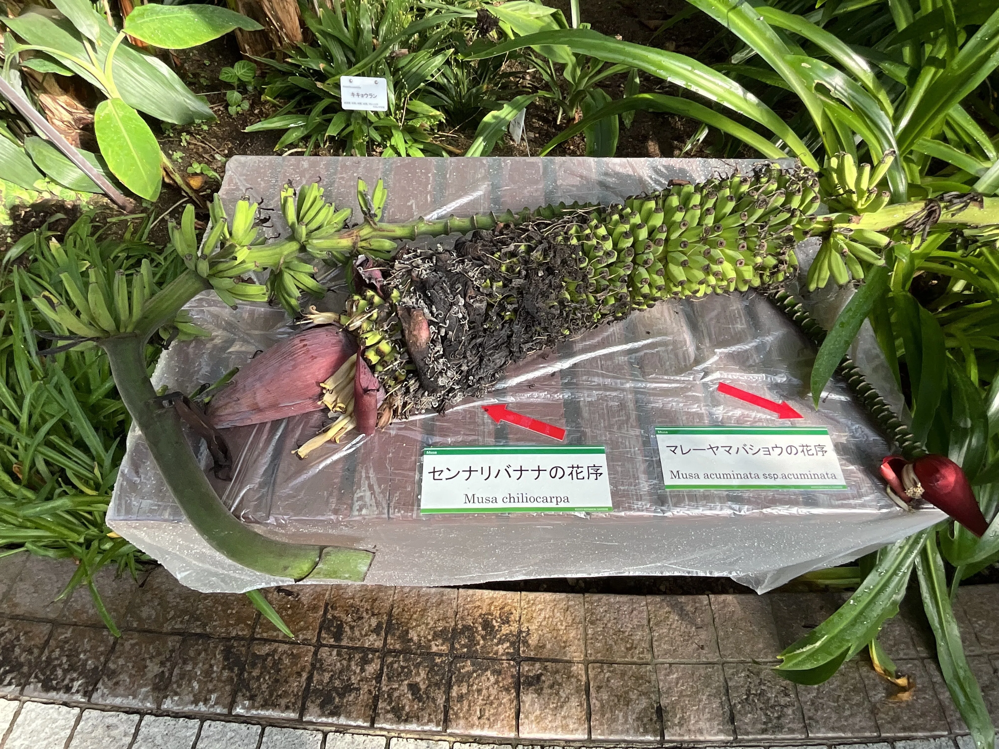 センナリバナナ（京都府立植物園）：2025年12月1日（月）｜藤井秀昭