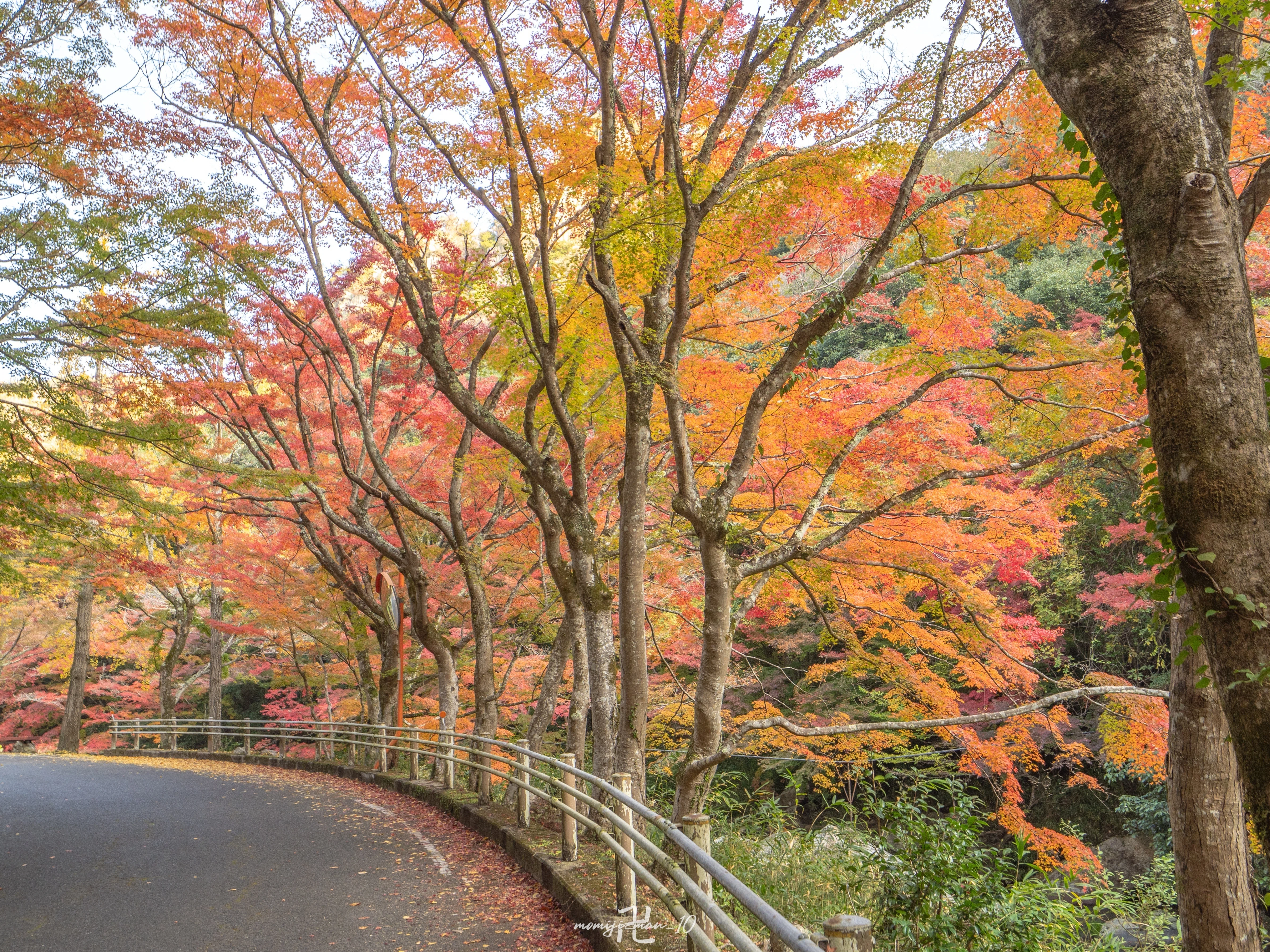 豪渓の紅葉を撮ってきた│OM SYSTEM｜もみじ卍ゅう