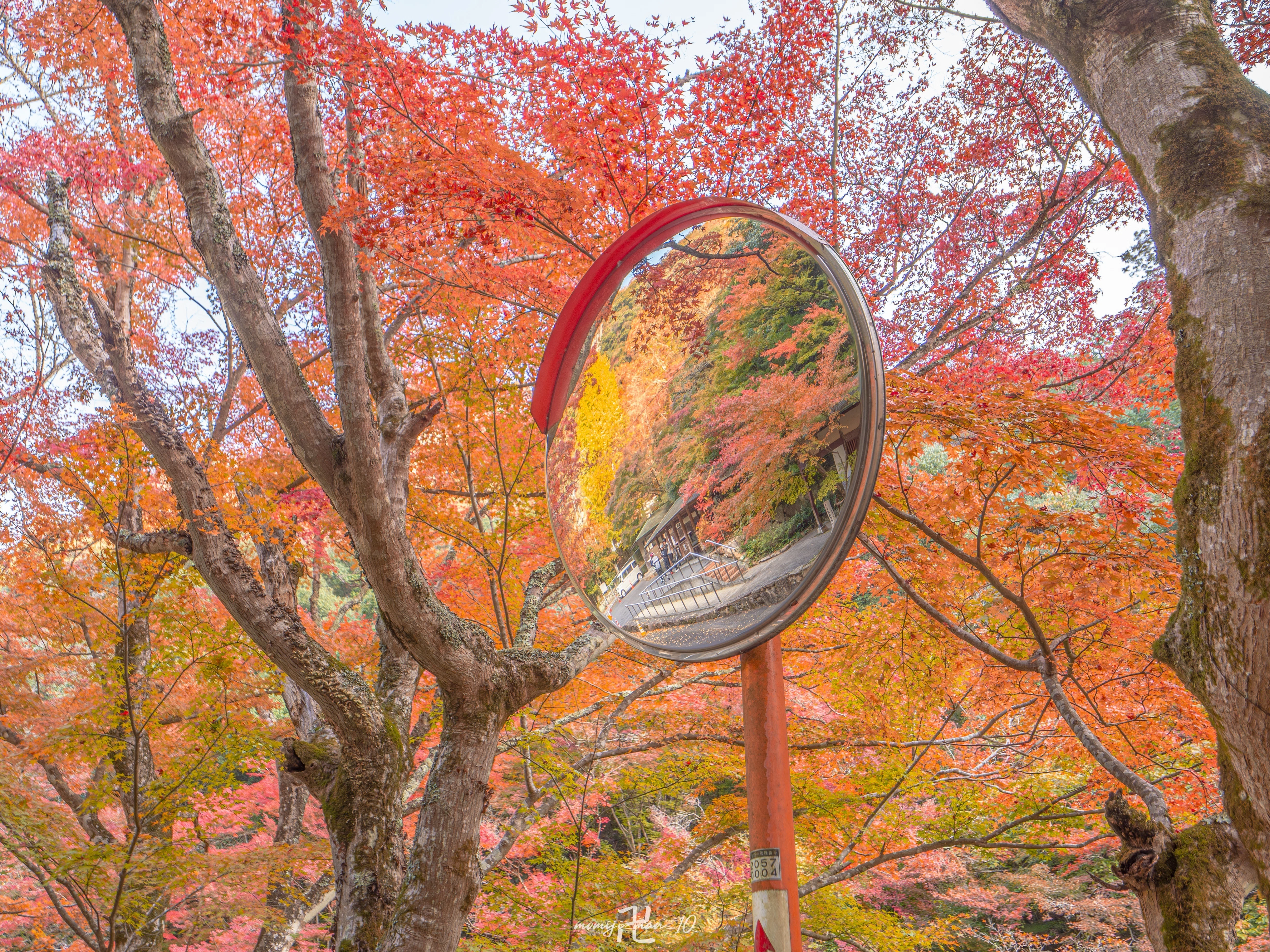 豪渓の紅葉を撮ってきた│OM SYSTEM｜もみじ卍ゅう
