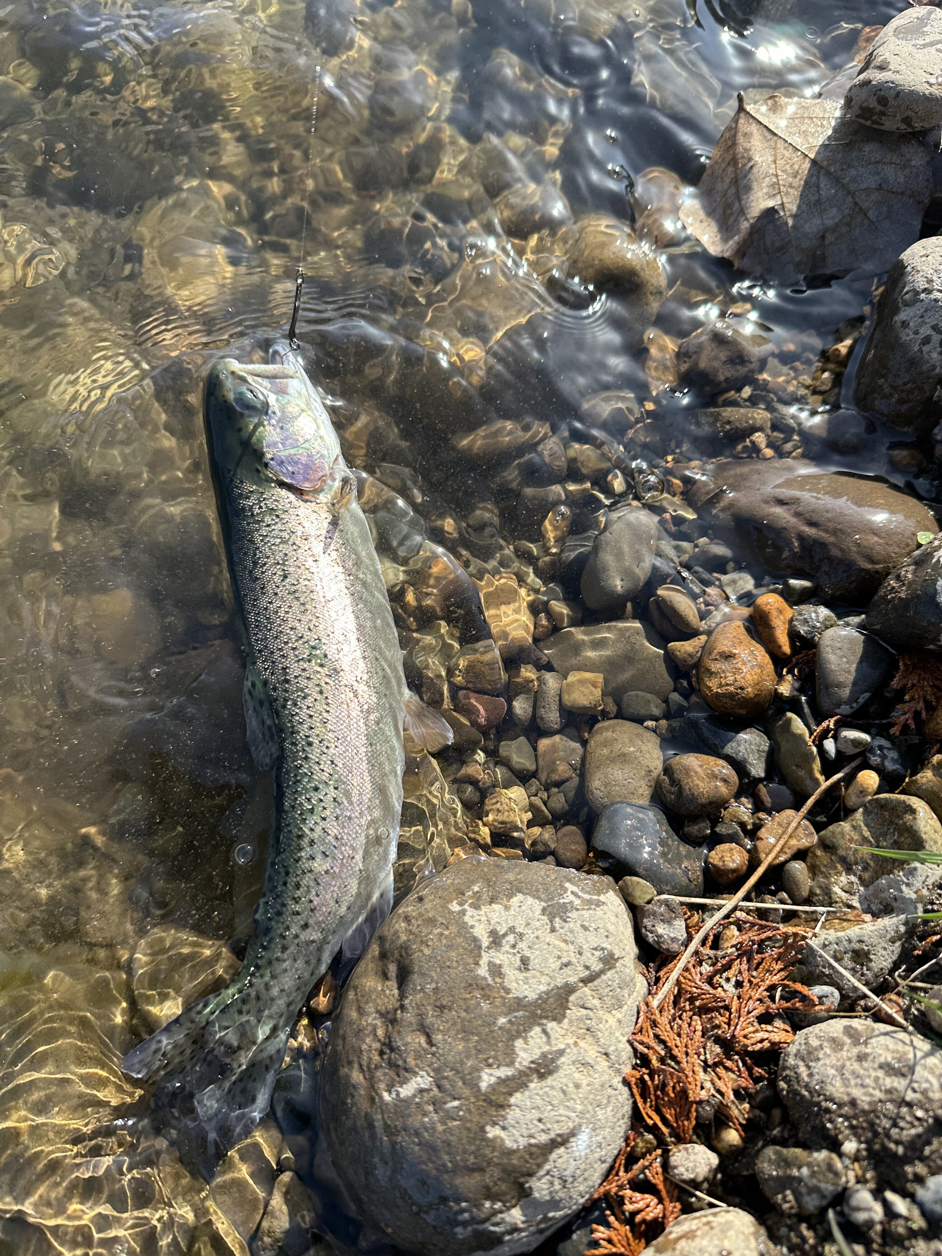 2025年11月30日（日）エリア21釣行〜「サクラマスに寝返った