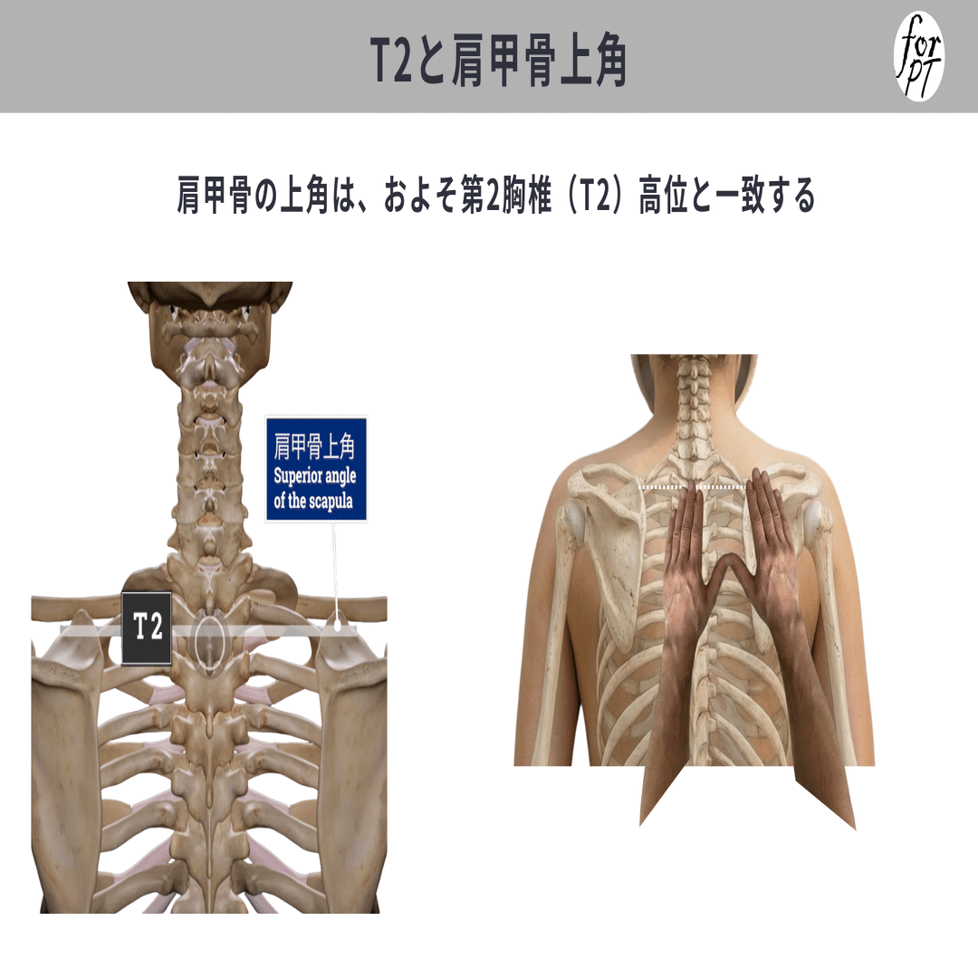 骨触診による脊椎レベルの同定｜理学療法士による臨床のためのnote