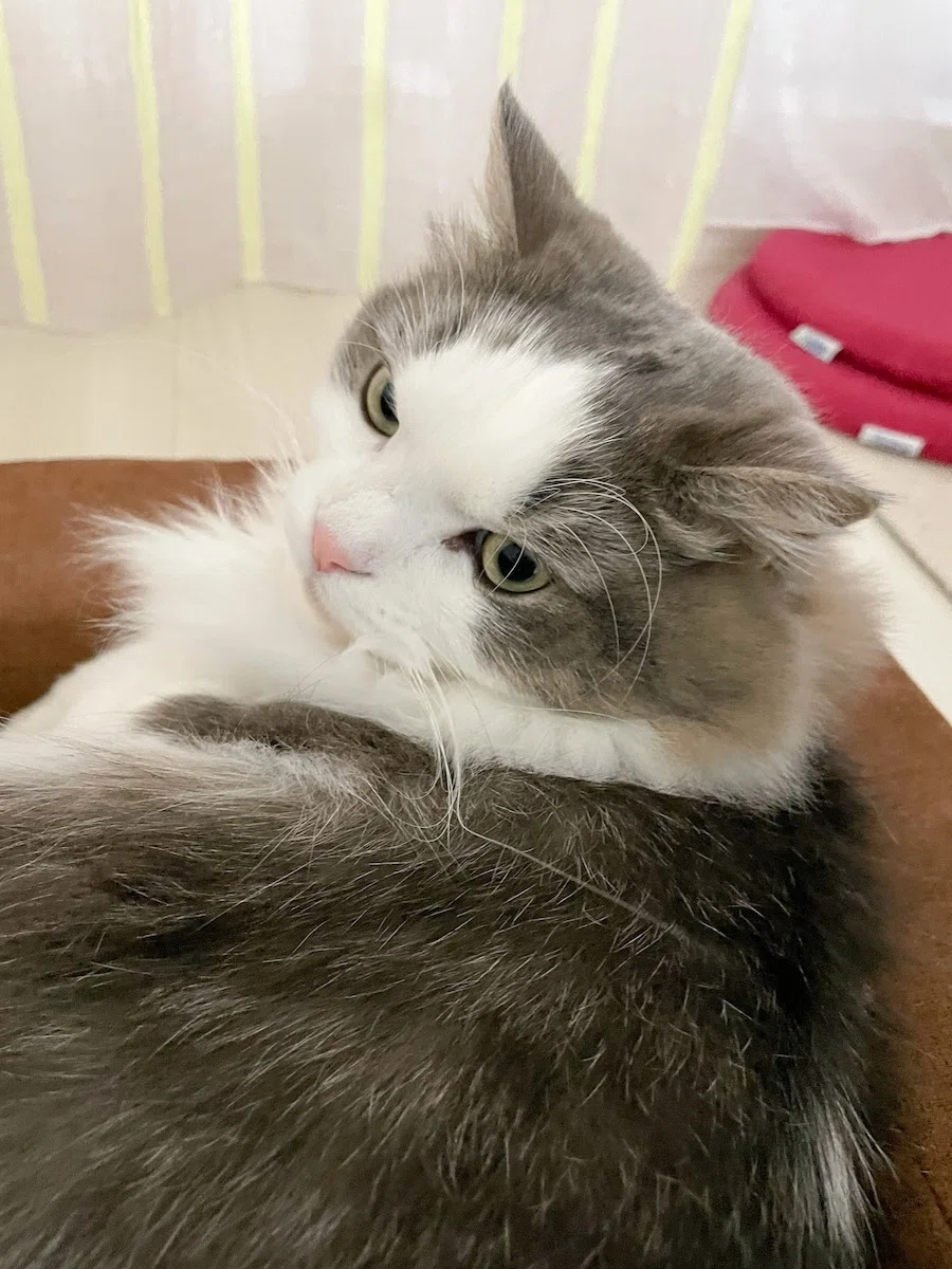 イカ耳の猫2｜みちゅねこ