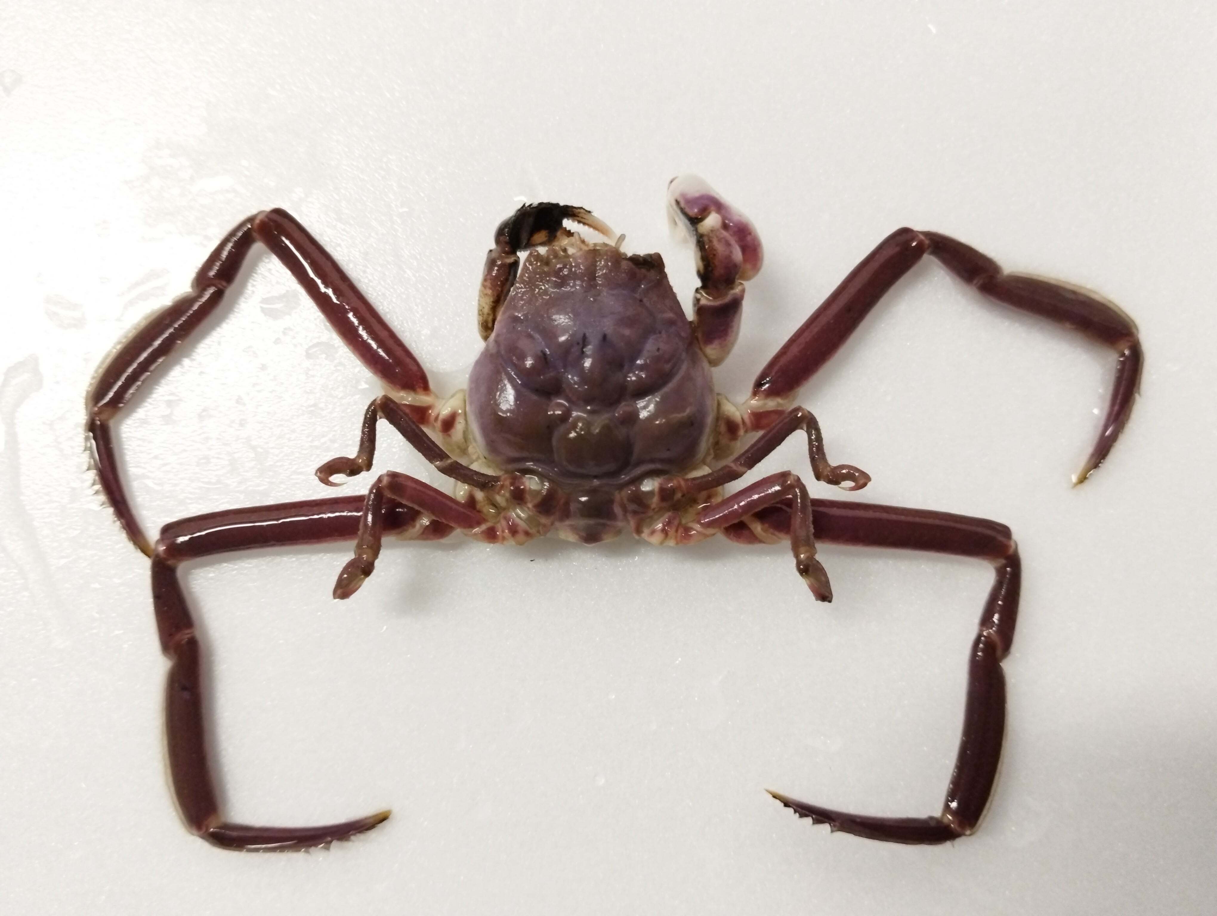 【特別価格】 双頭人魚の剥製展示箱(定価58000円) ㊗水族館デビュー！ ～海響館編～｜魚道部！/ 剥製師 力石眞弘 (ﾁｶﾗｲｼ