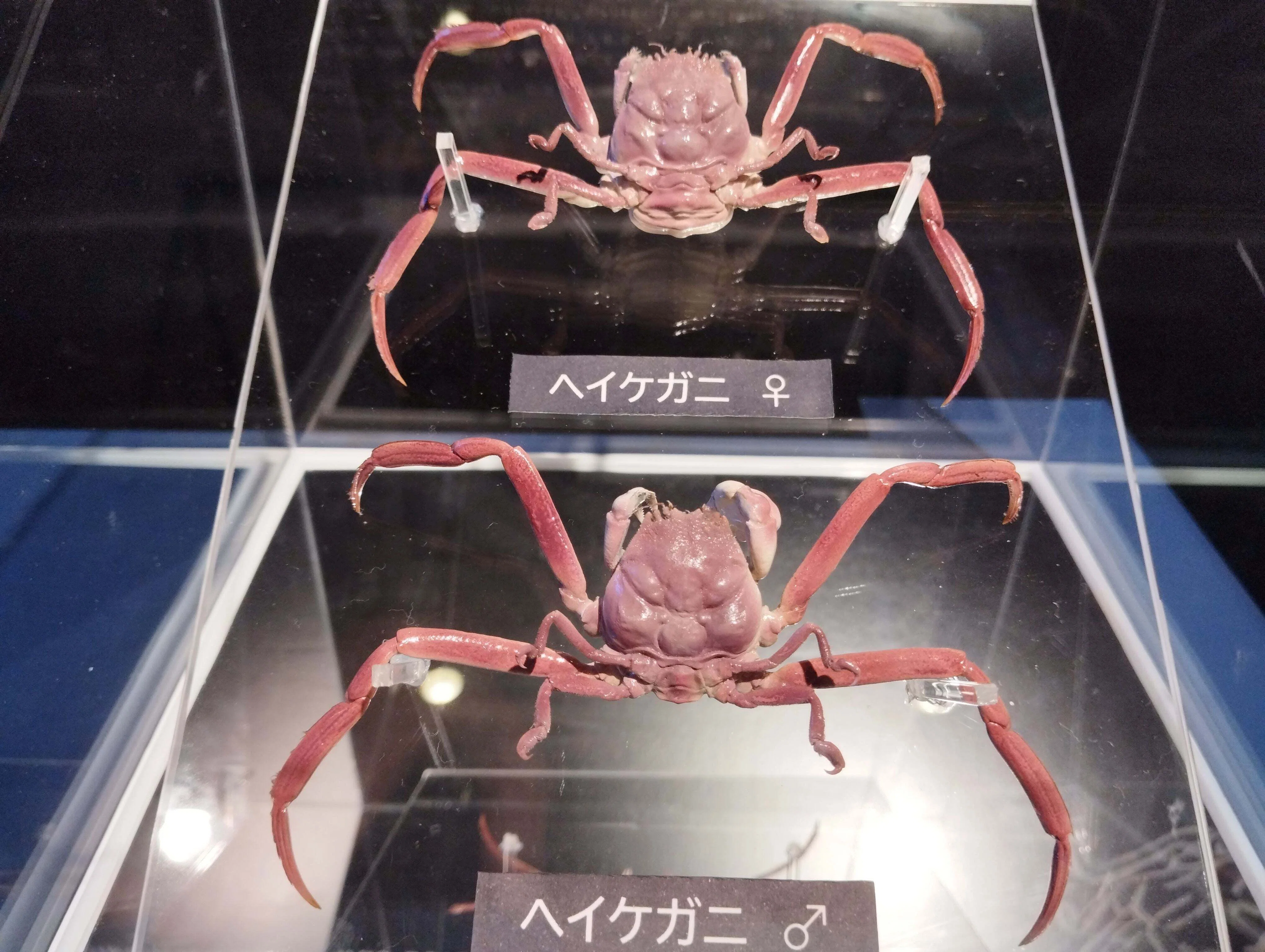 ㊗水族館デビュー！ ～海響館編～｜魚道部！/ 剥製師 力石眞弘 (ﾁｶﾗｲｼ