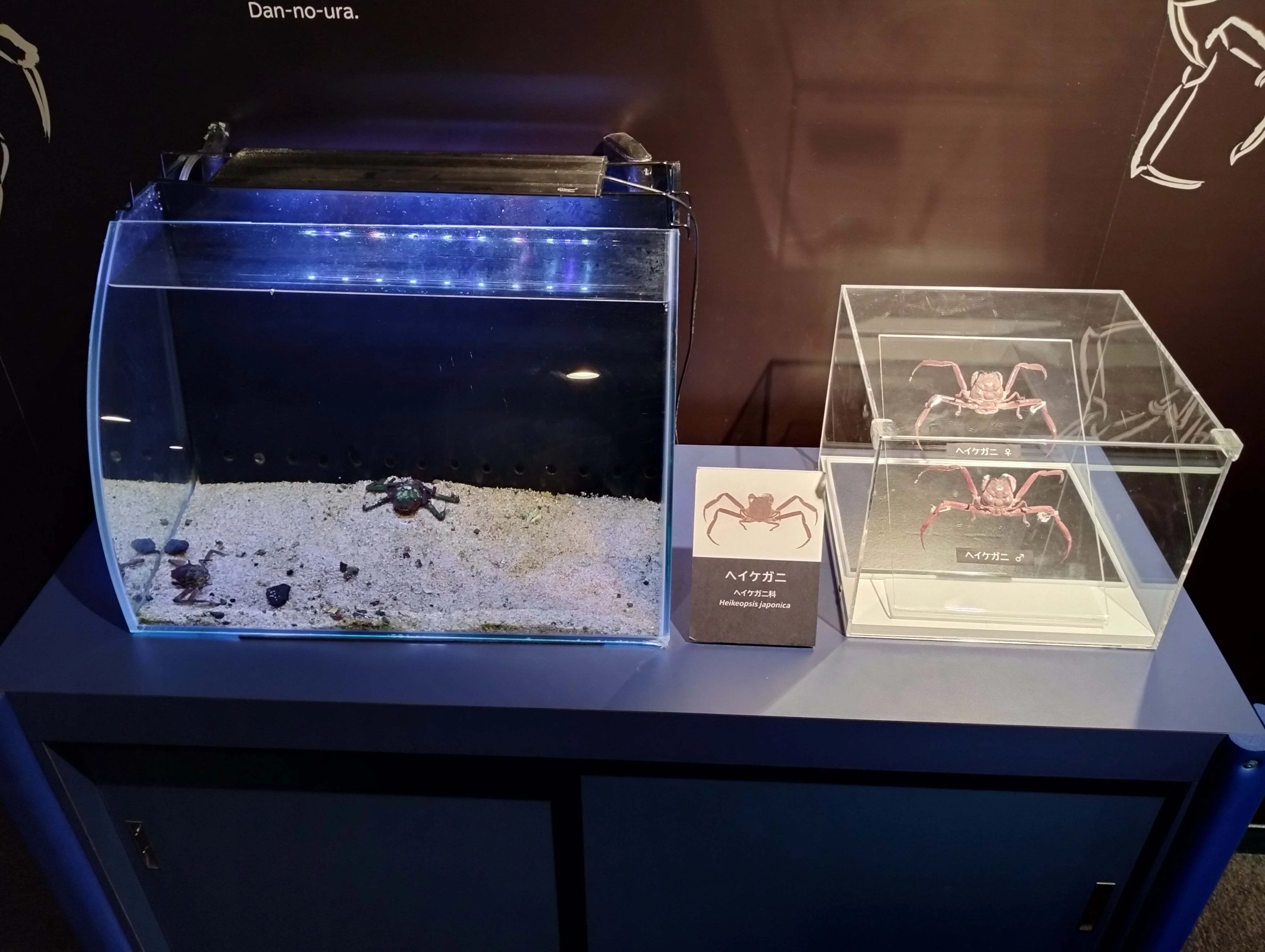㊗水族館デビュー！ ～海響館編～｜魚道部！/ 剥製師 力石眞弘 (ﾁｶﾗｲｼ