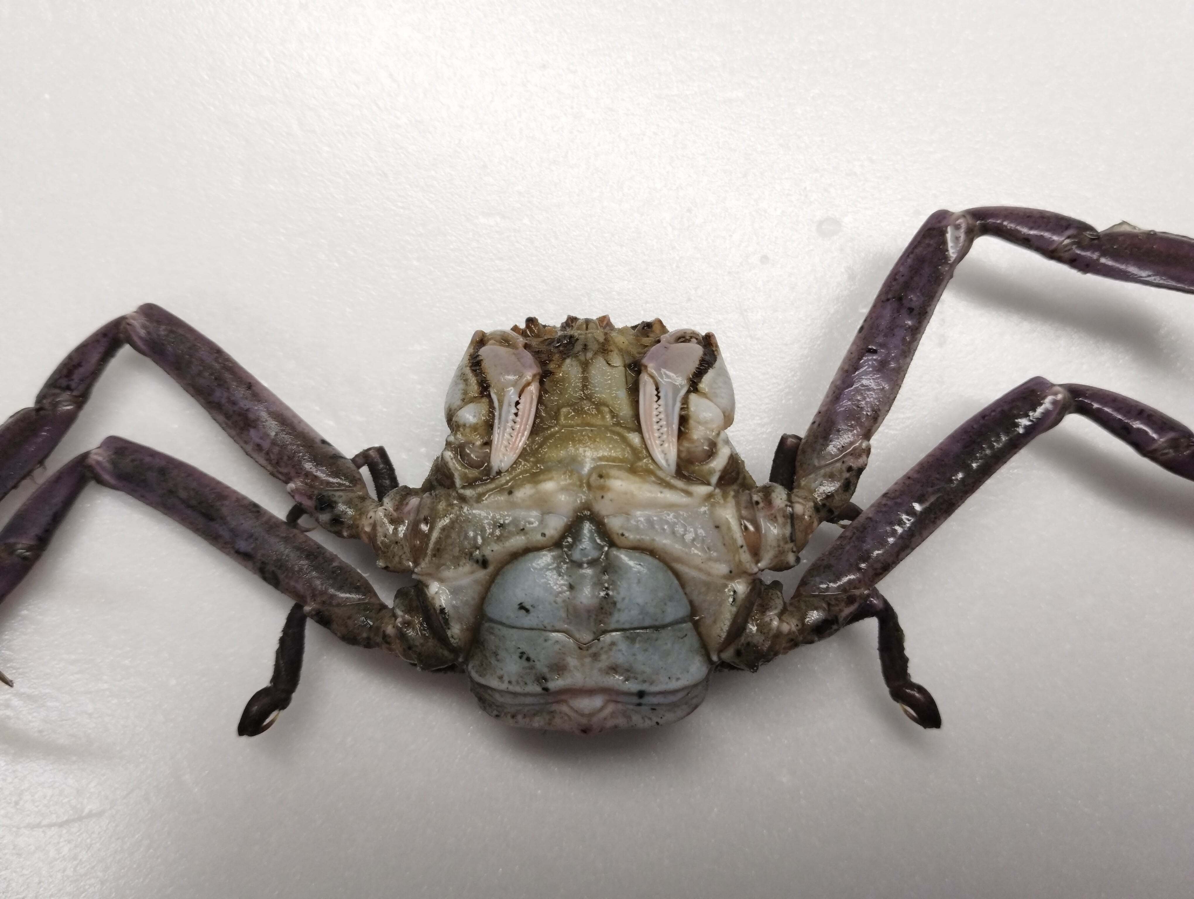 【特別価格】 双頭人魚の剥製展示箱(定価58000円) ㊗水族館デビュー！ ～海響館編～｜魚道部！/ 剥製師 力石眞弘 (ﾁｶﾗｲｼ