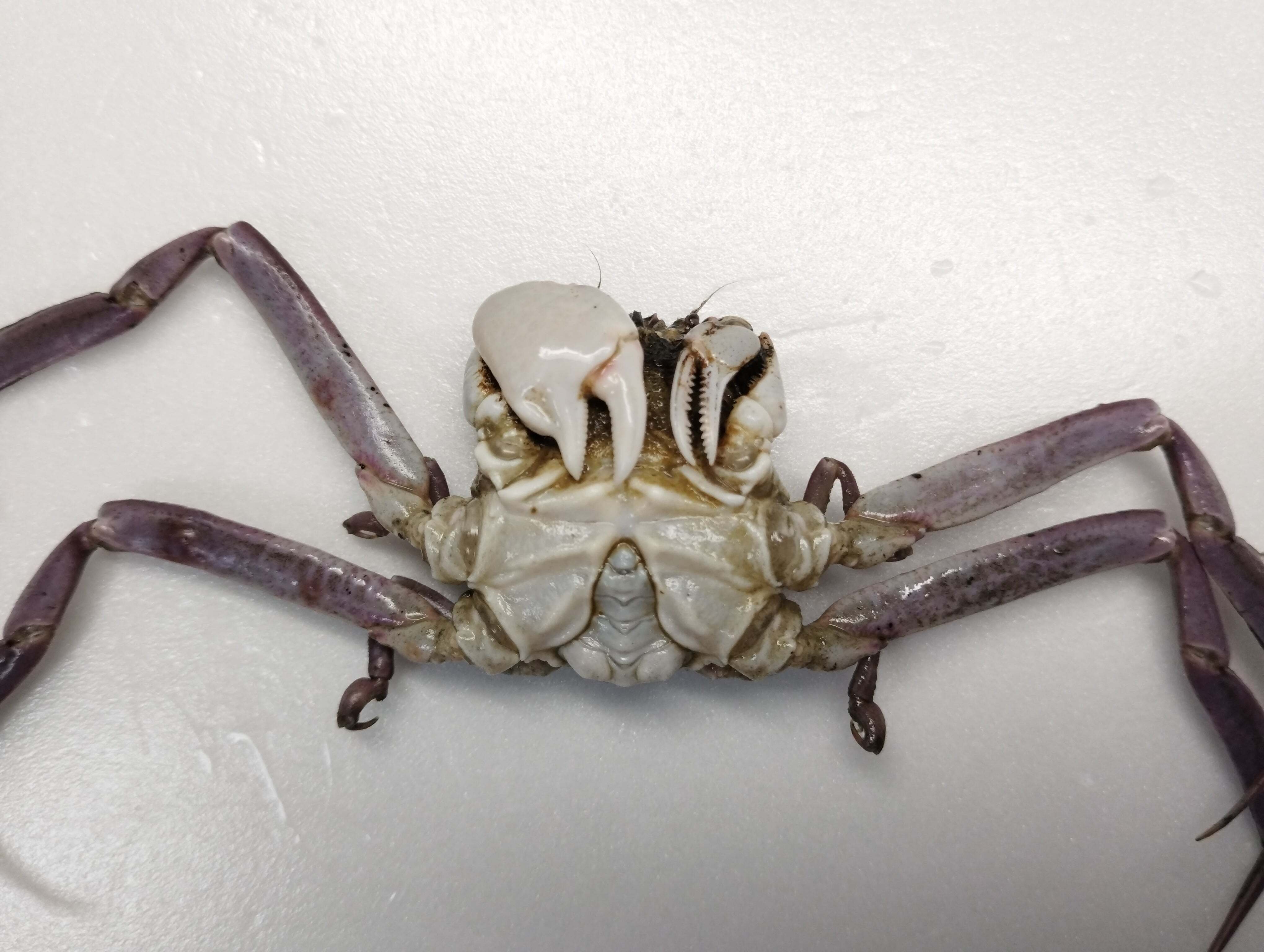 ㊗水族館デビュー！ ～海響館編～｜魚道部！/ 剥製師 力石眞弘 (ﾁｶﾗｲｼ