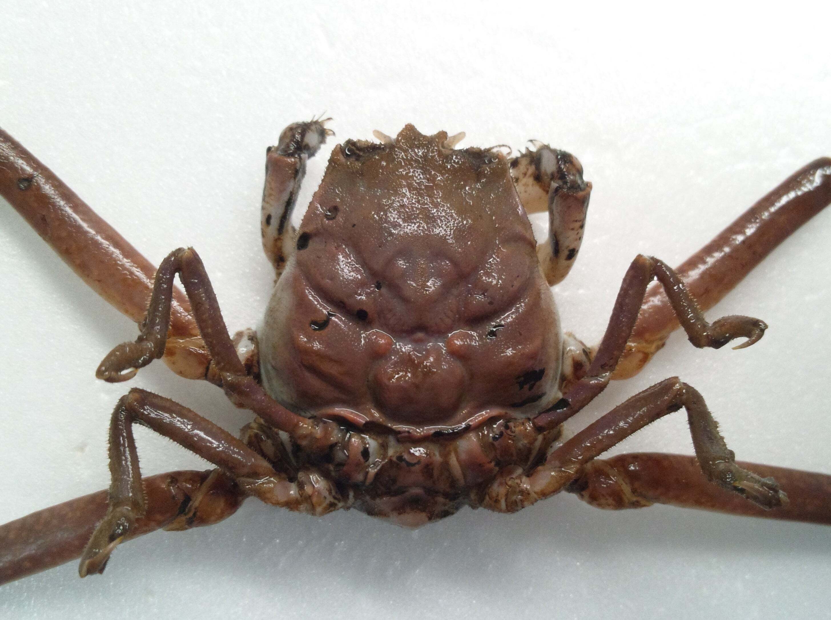 ㊗水族館デビュー！ ～海響館編～｜魚道部！/ 剥製師 力石眞弘 (ﾁｶﾗｲｼ