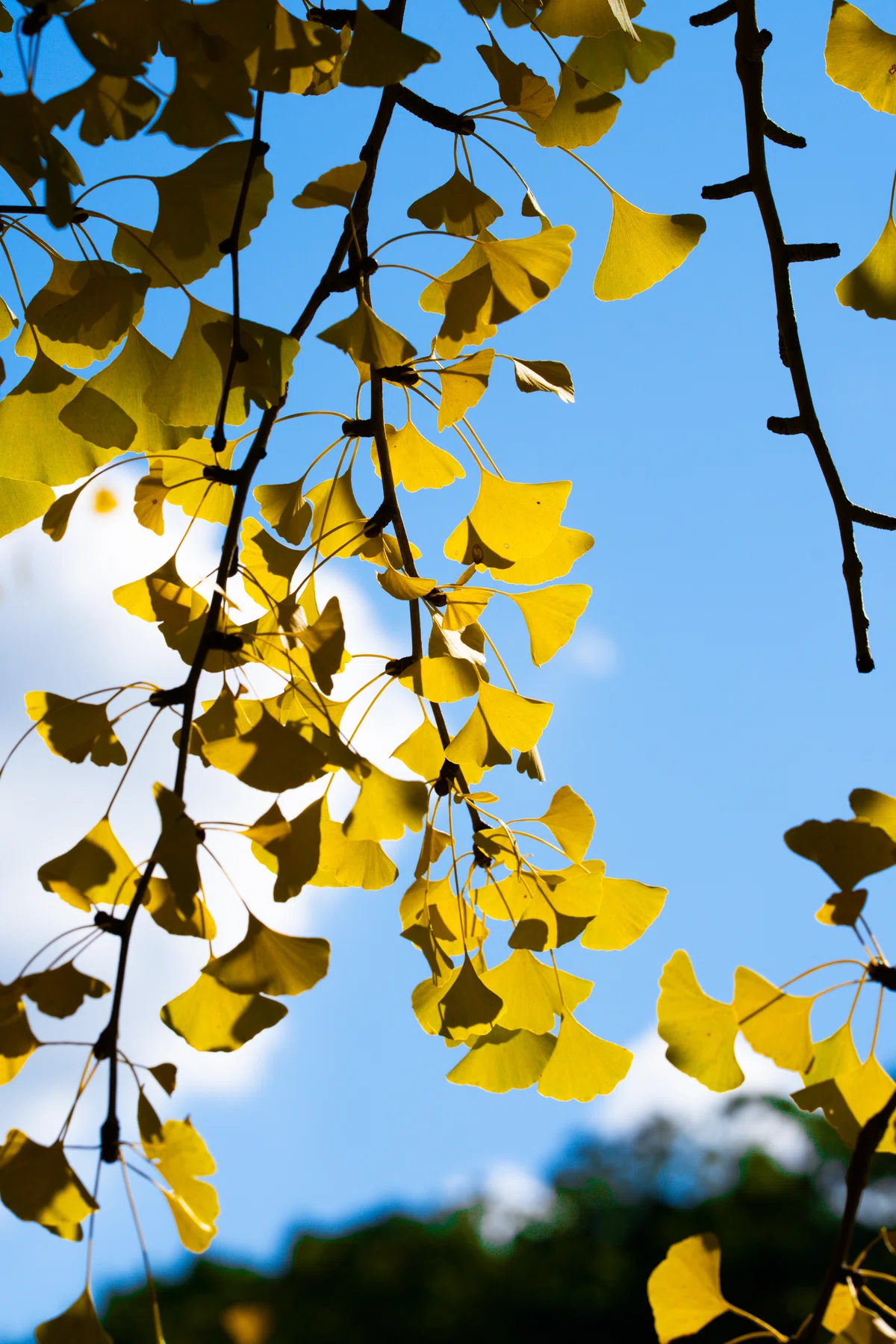 The Structure of Sensibility Told by Autumn Colors｜qualle_2025