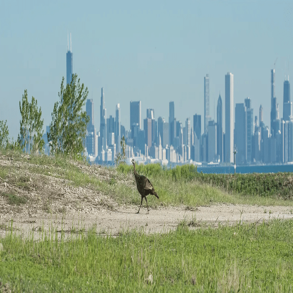 シカゴでバードウォッチング！】 Blue-winged Teal ミカヅキシマアジ