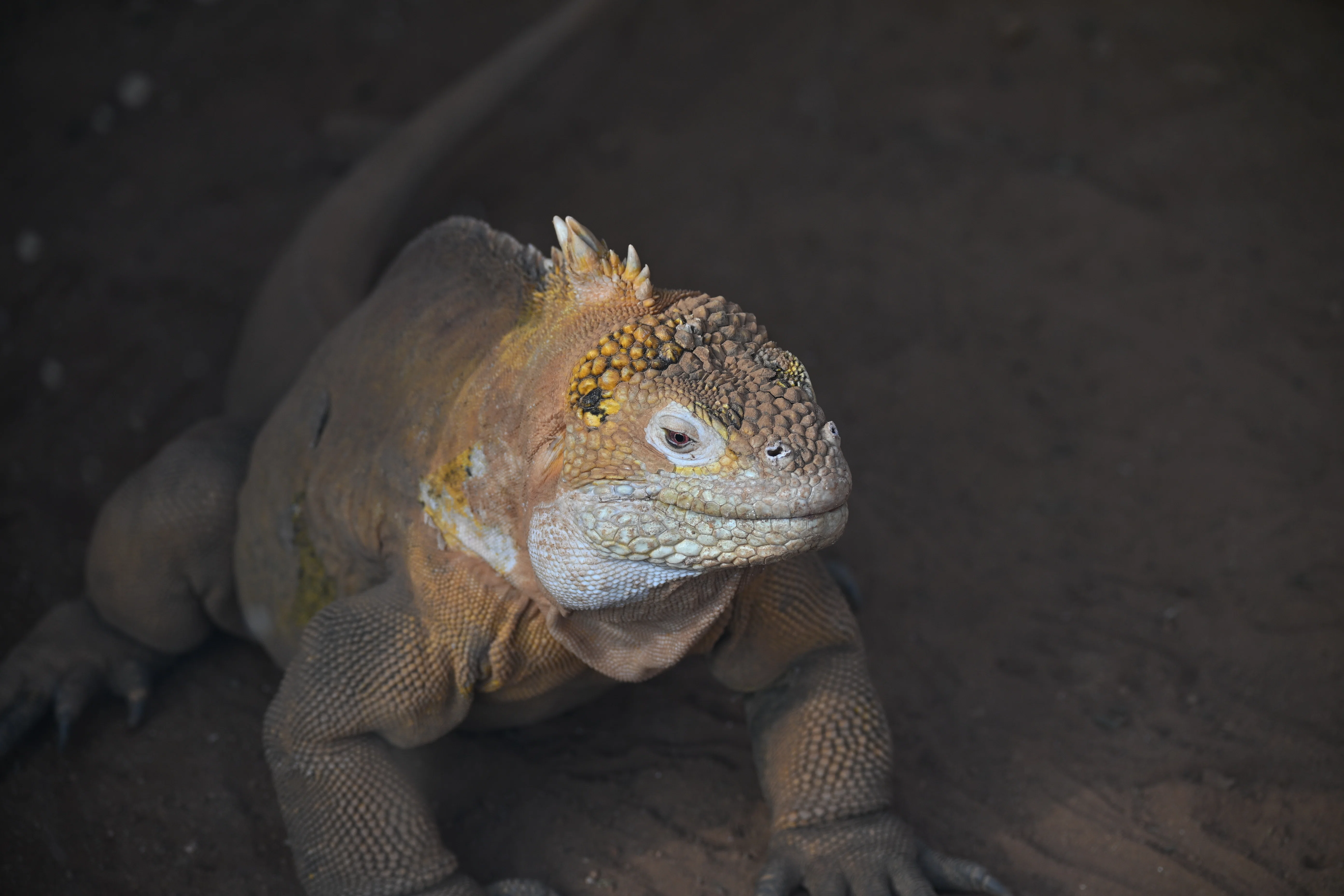 20251123_iZoo【Nikon Z50IIと動物園】｜山ネズミ