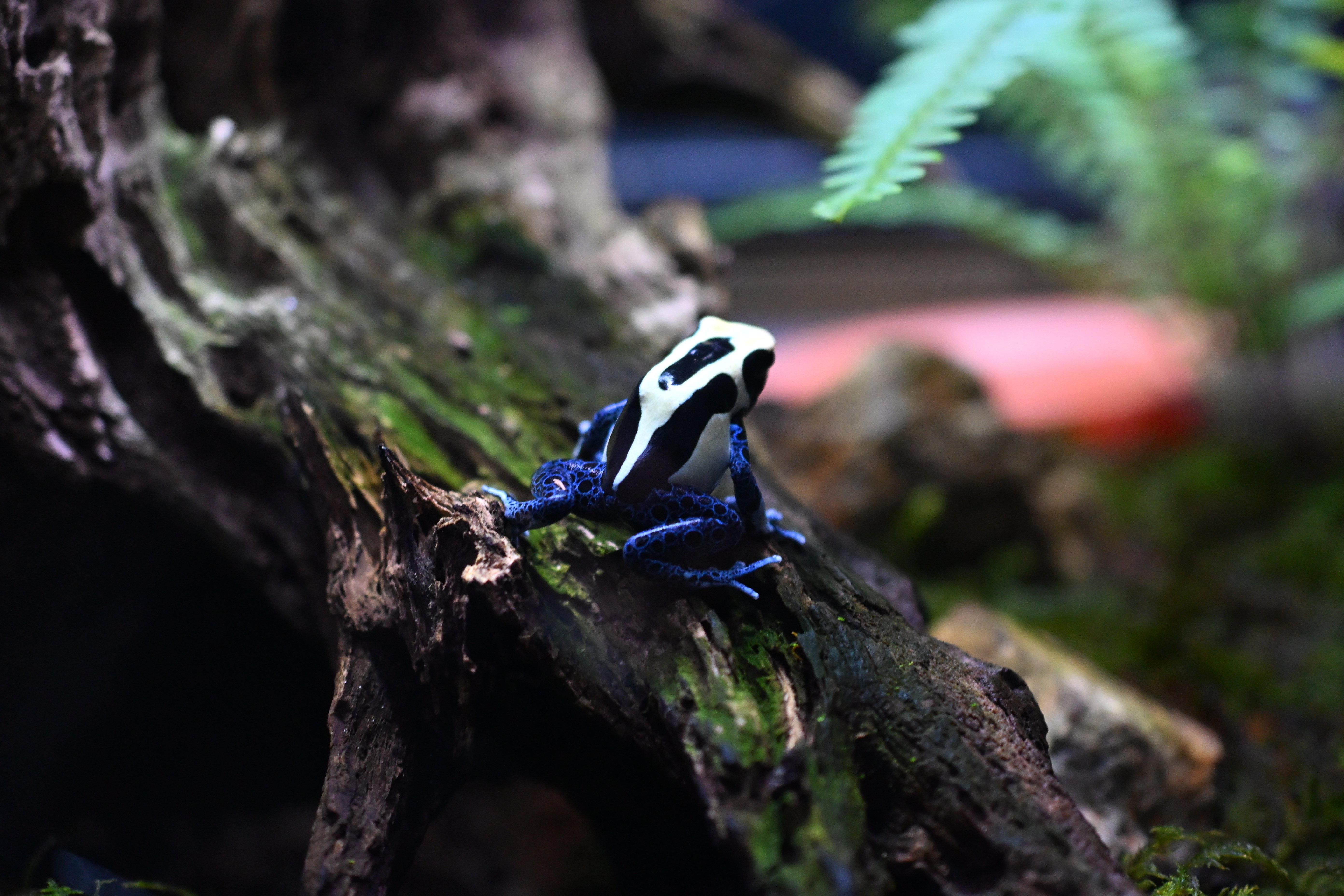 20251123_KawaZoo【Nikon Z50IIと動物園】｜山ネズミ