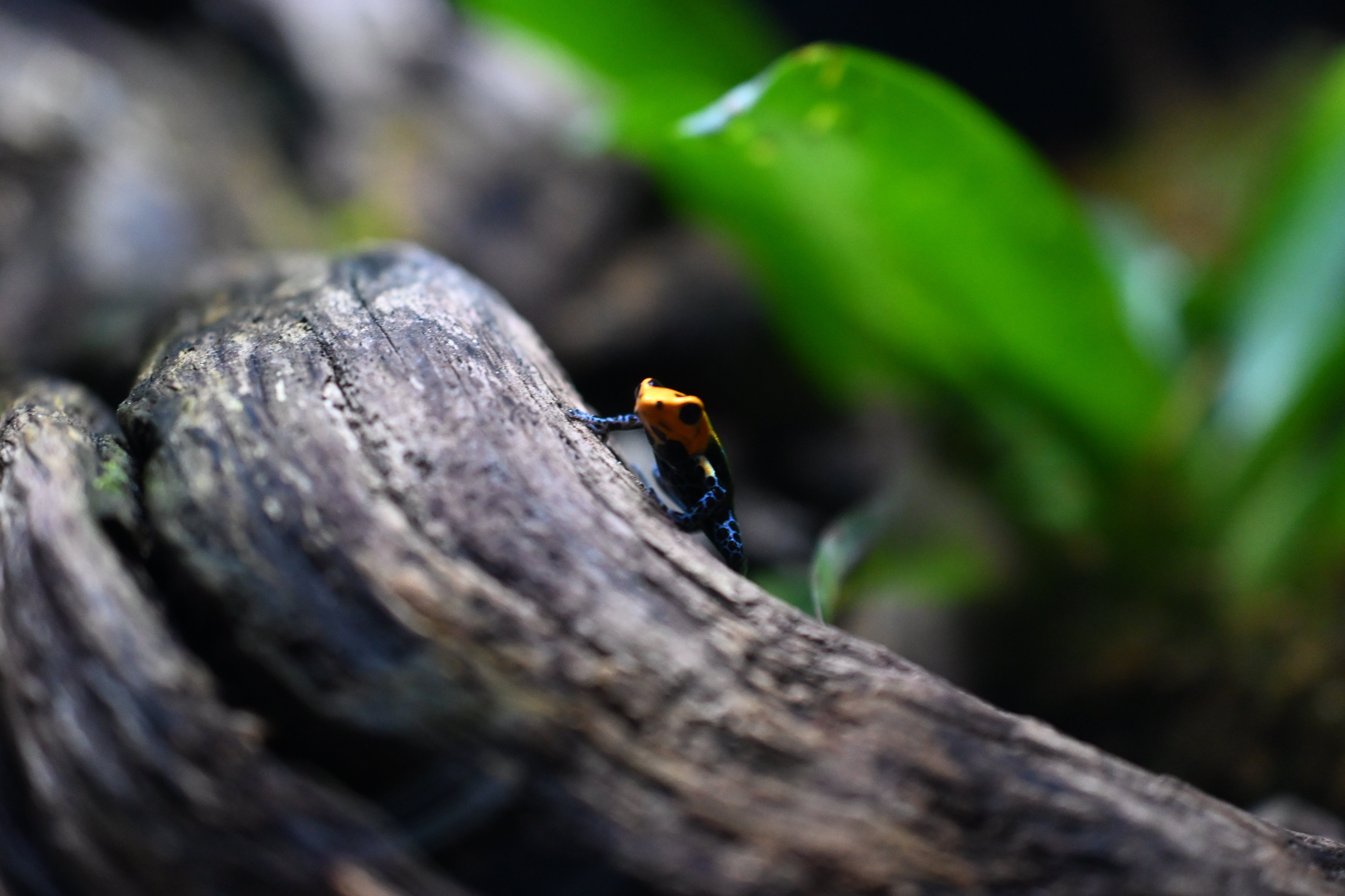 20251123_KawaZoo【Nikon Z50IIと動物園】｜山ネズミ
