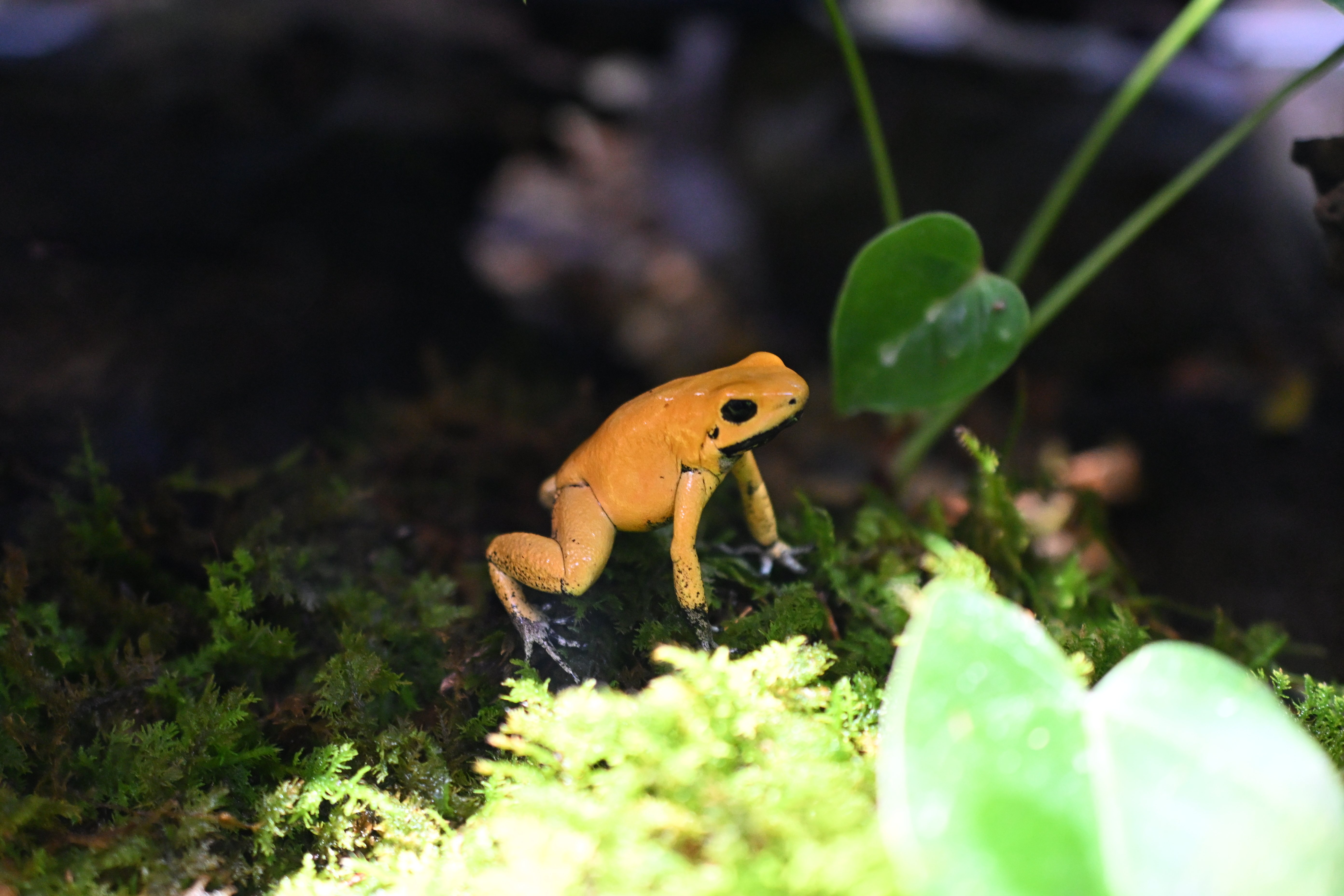 20251123_KawaZoo【Nikon Z50IIと動物園】｜山ネズミ