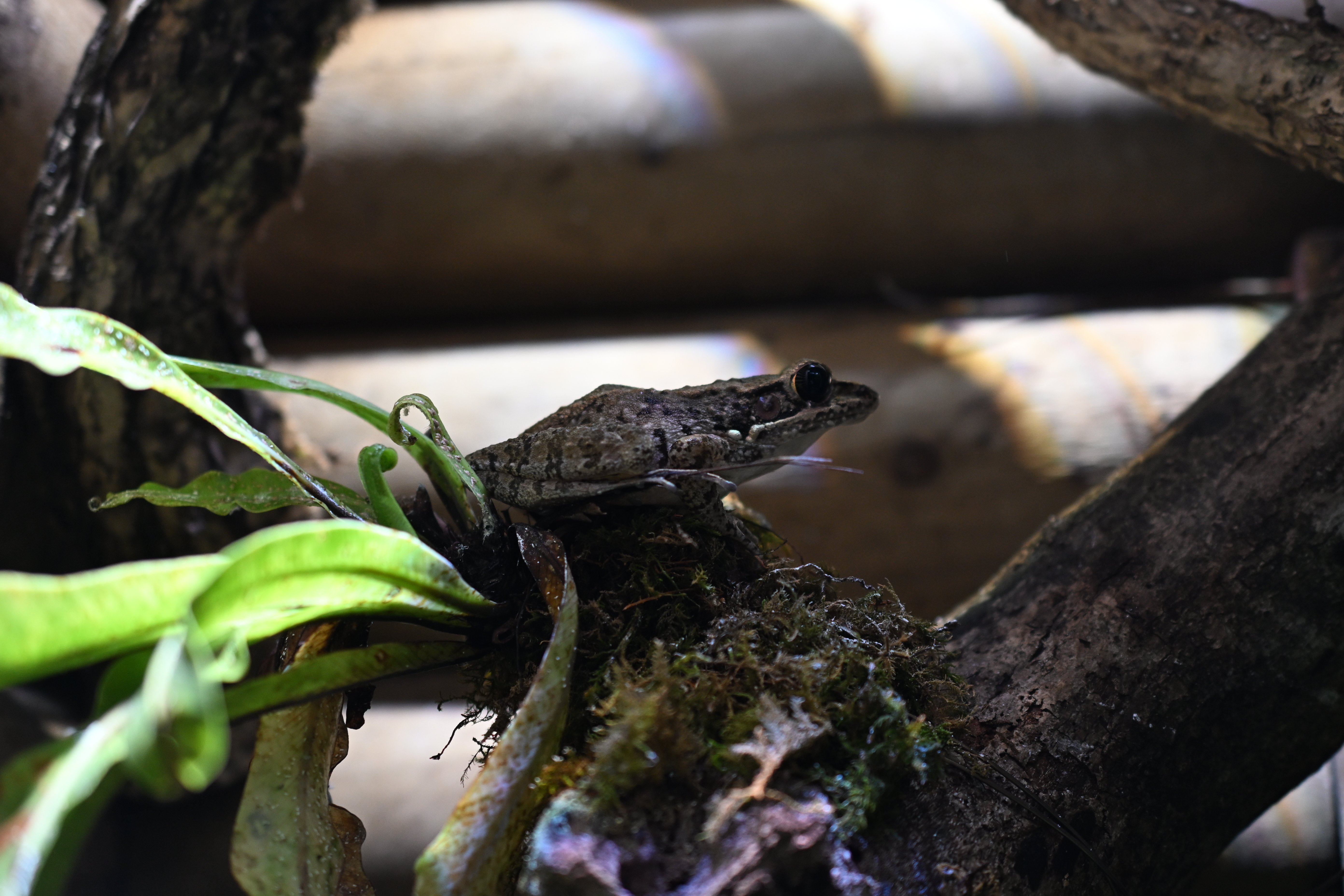 20251123_KawaZoo【Nikon Z50IIと動物園】｜山ネズミ