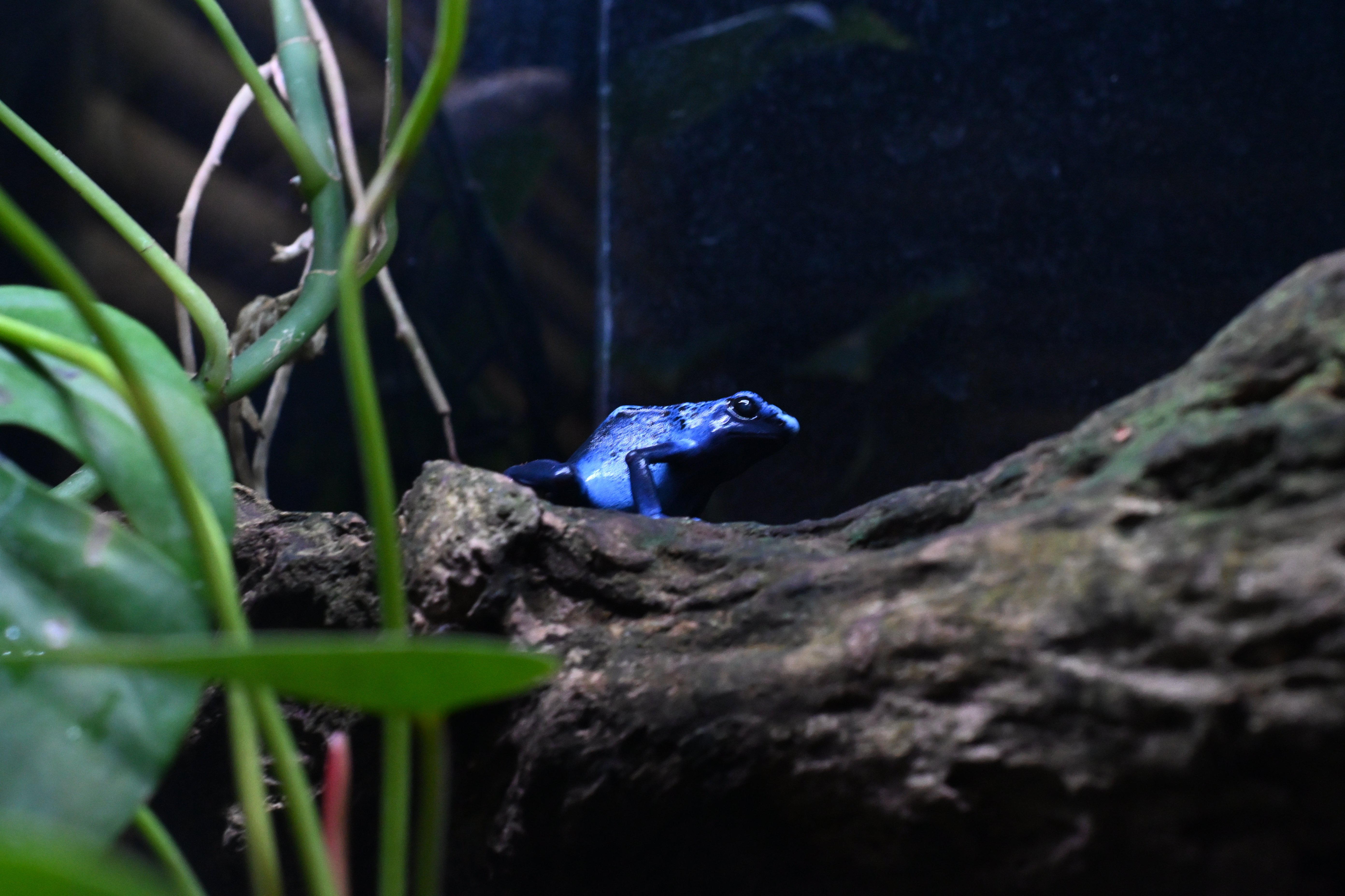 20251123_KawaZoo【Nikon Z50IIと動物園】｜山ネズミ