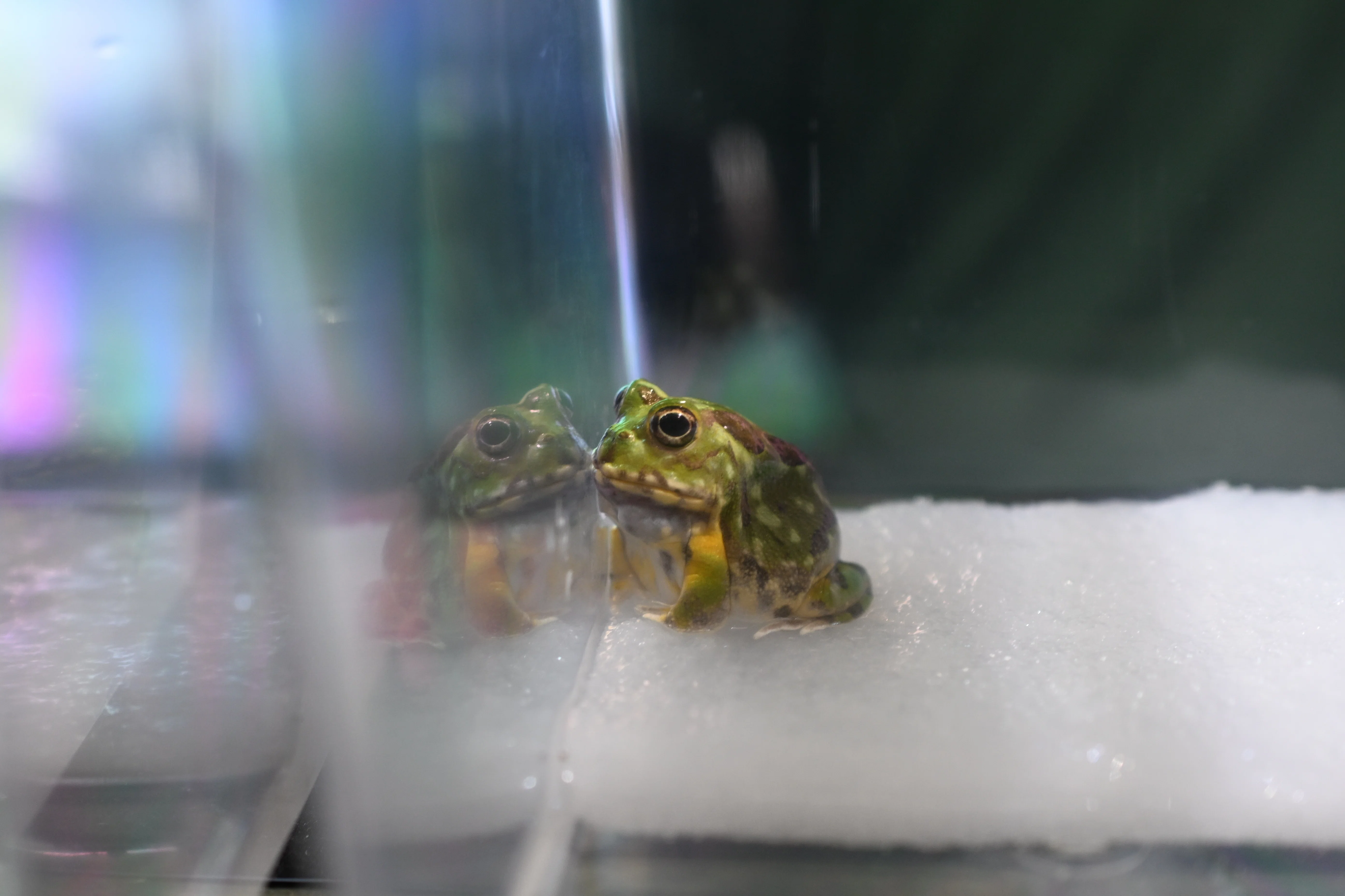 20251123_KawaZoo【Nikon Z50IIと動物園】｜山ネズミ