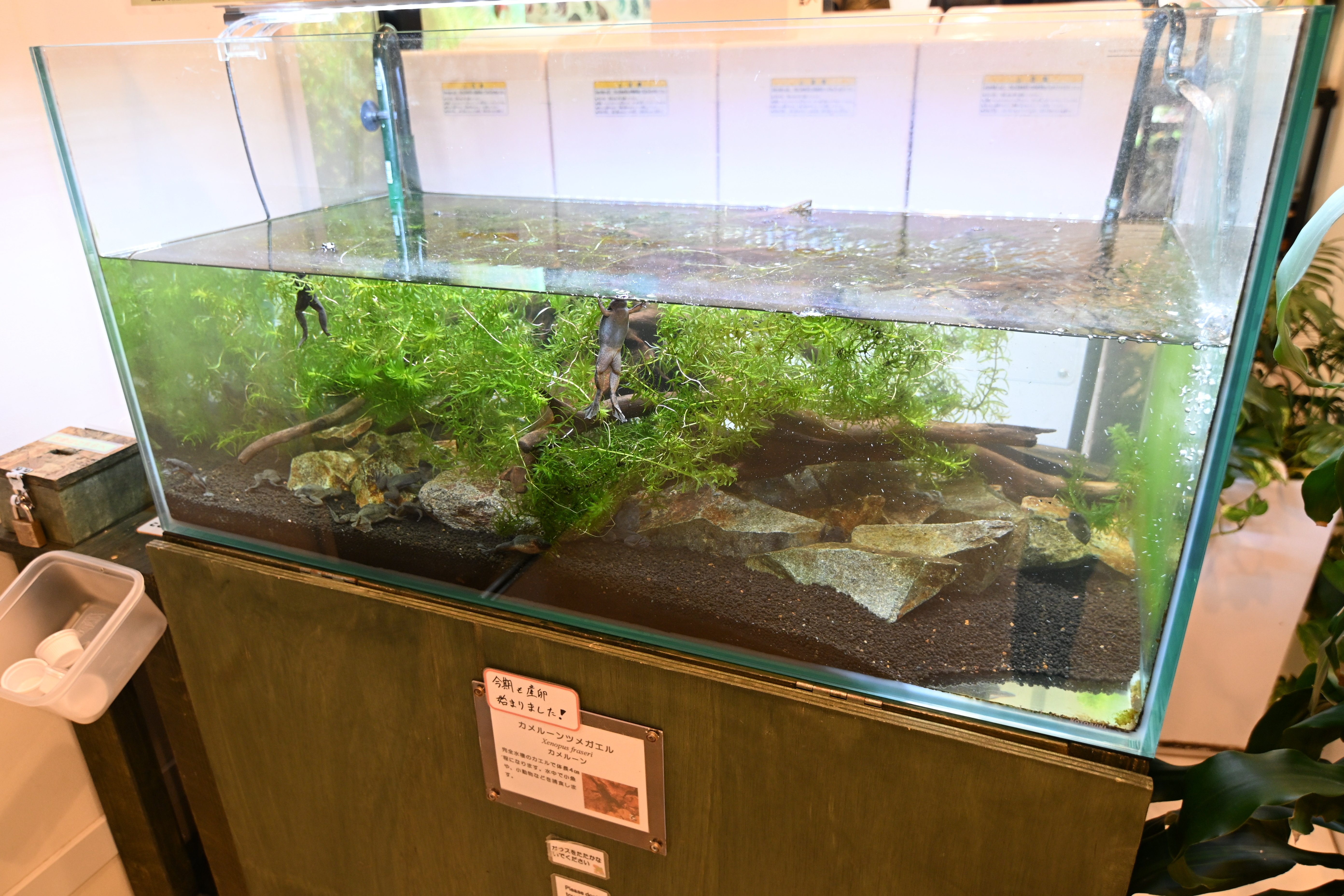 水槽 KM 楽天市場】ニッソー スライドプラス600 水槽セット 60cm水槽