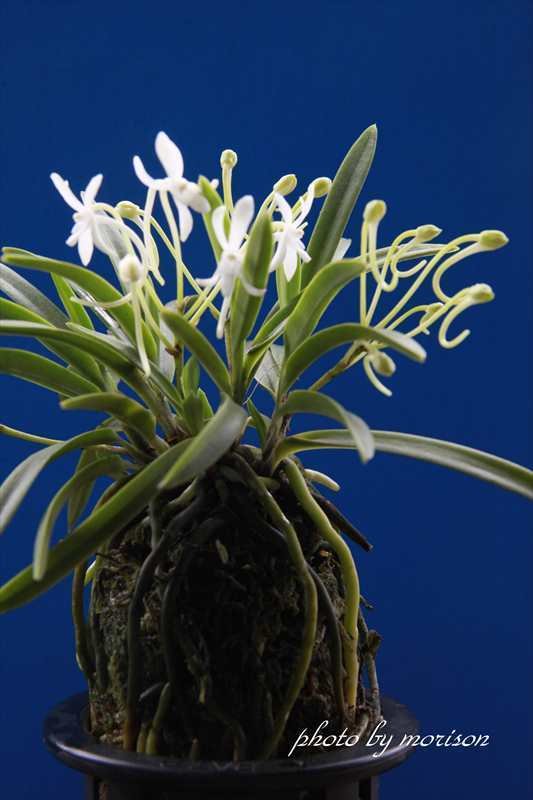 富貴蘭「朝霞」の花(過去の画像倉庫から)｜KJ Morison