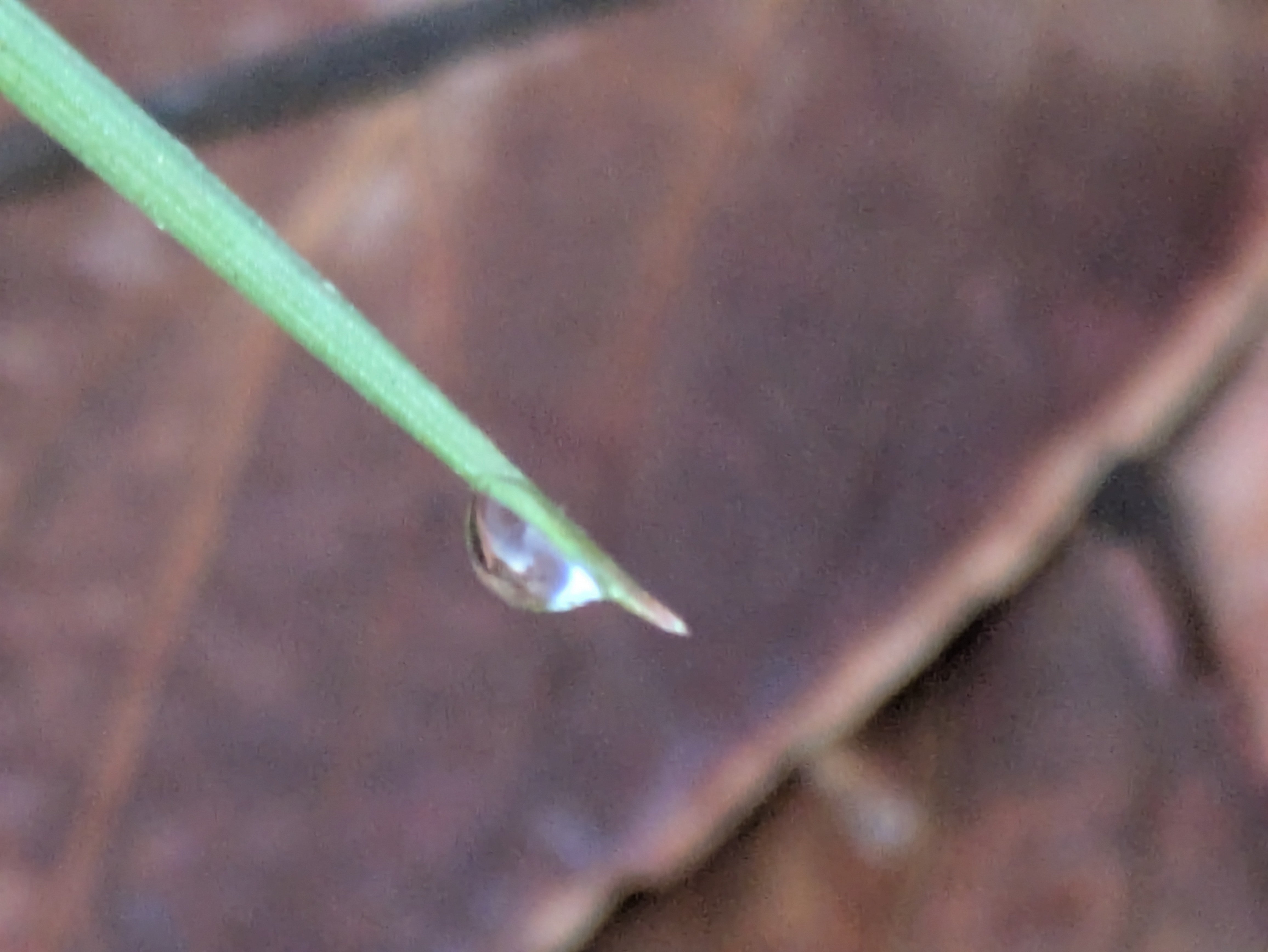 今朝の水滴｜ichiro70