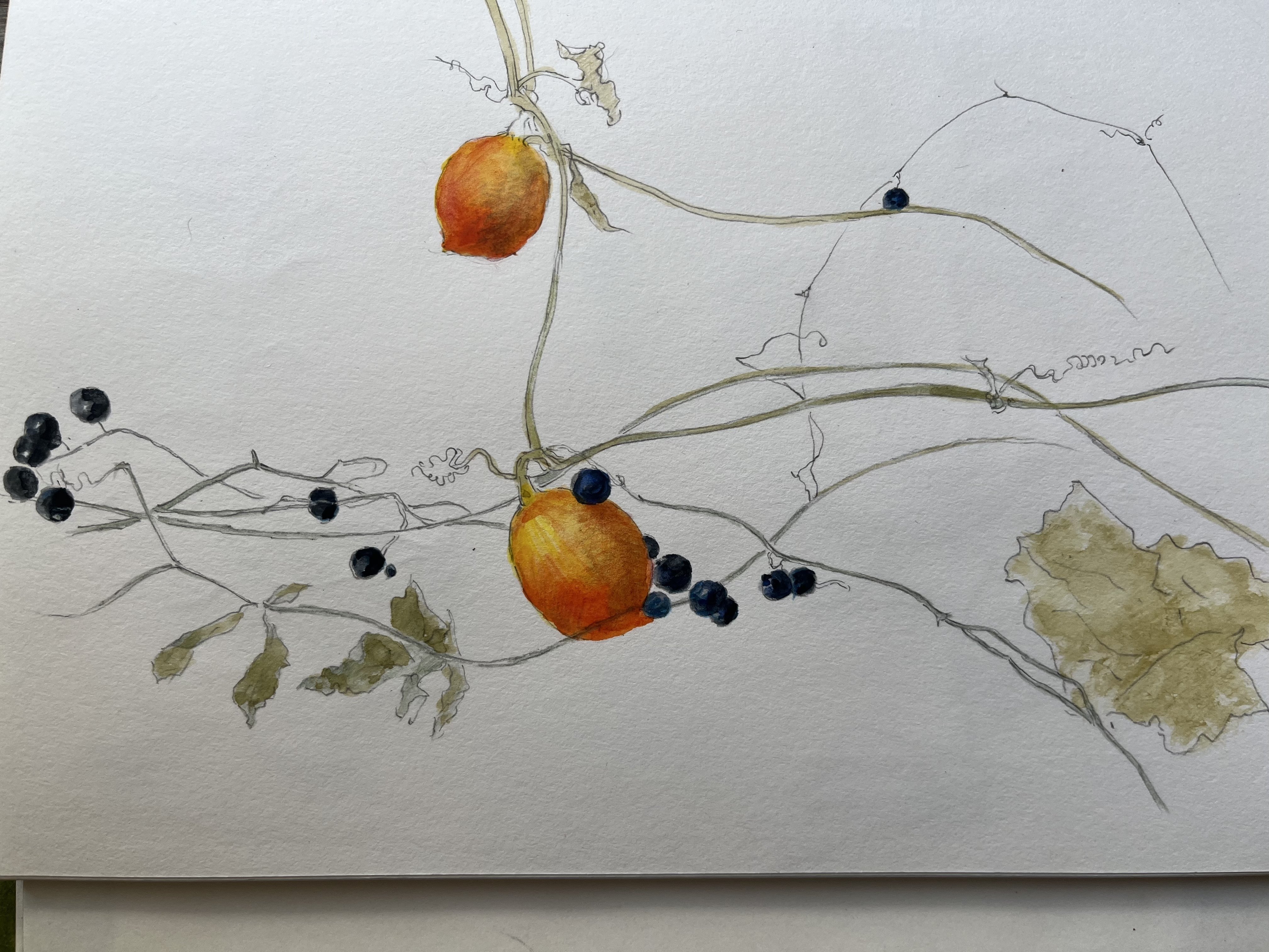 カラスウリ｜toti