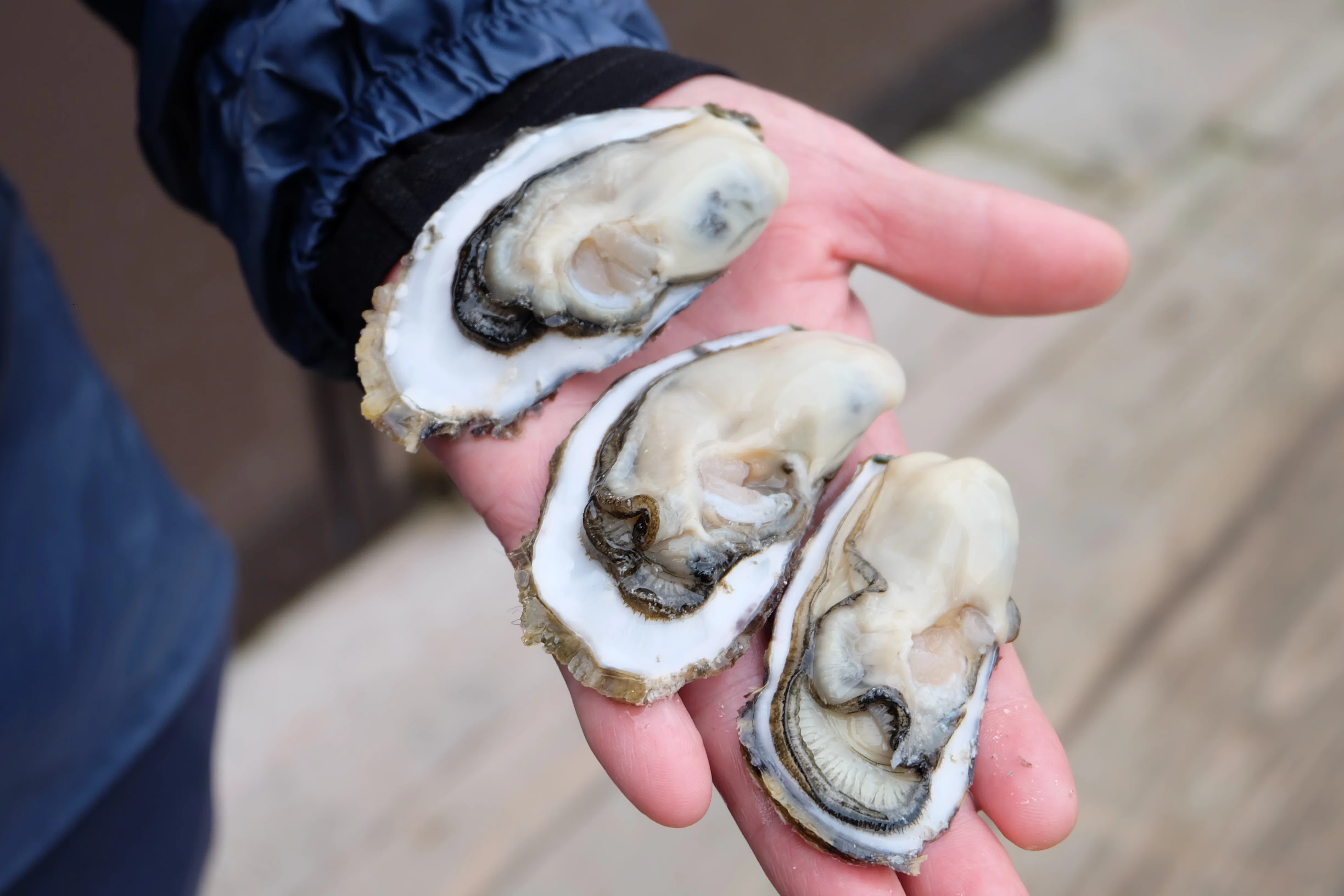 九十九島で牡蠣を育てて30年。「九十九島かき」ブランドを育成し、更