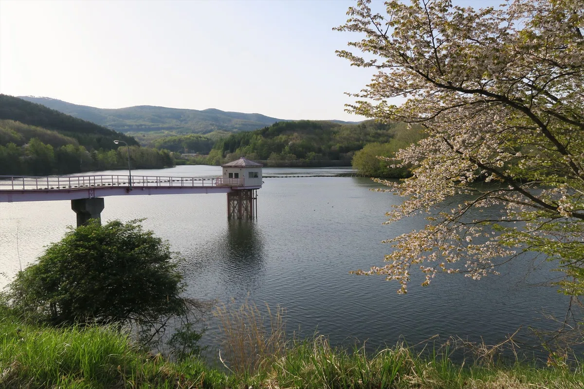 瀬月内ダムの取水塔と山桜