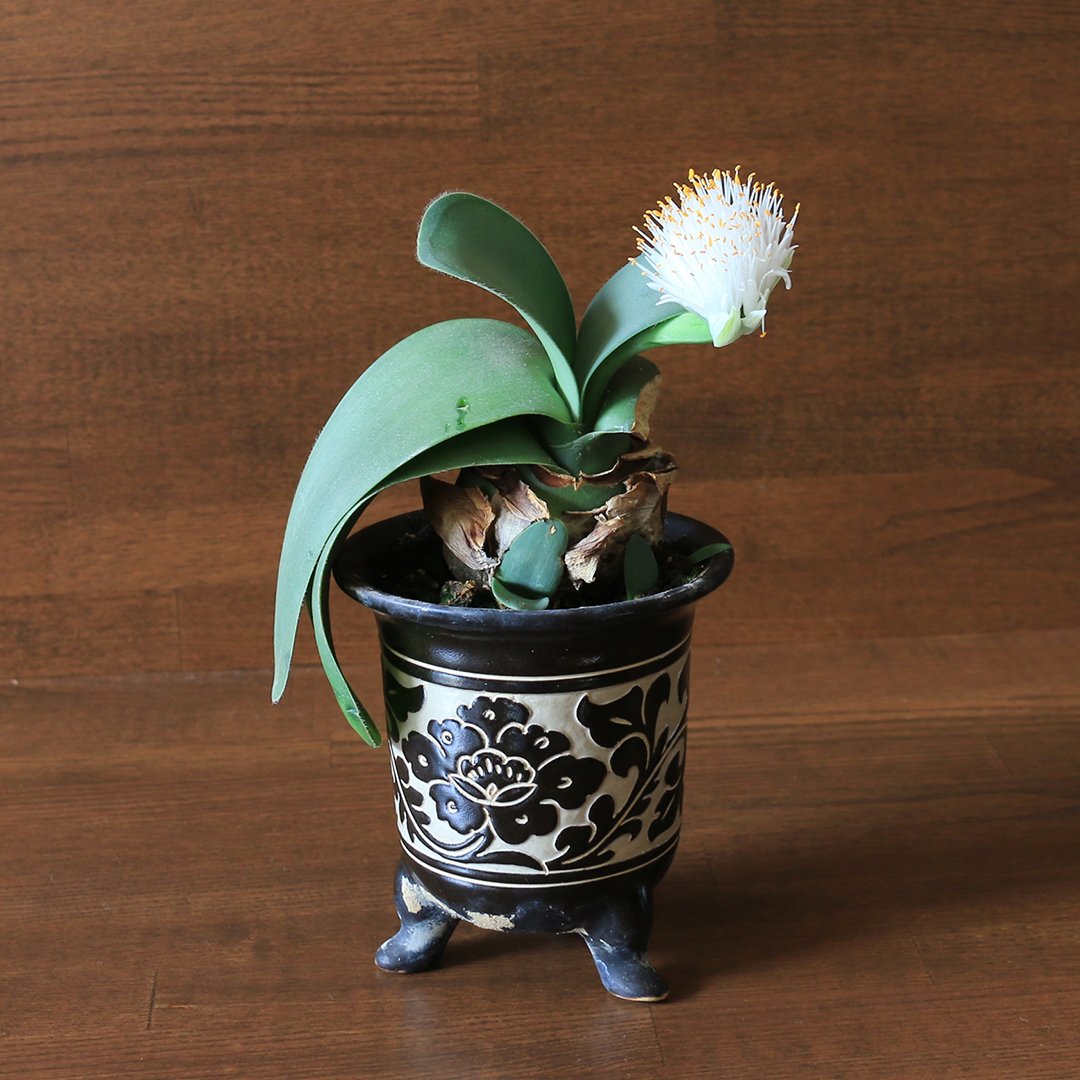 マユハケオモト マユハケオモトが咲きました！｜かごや