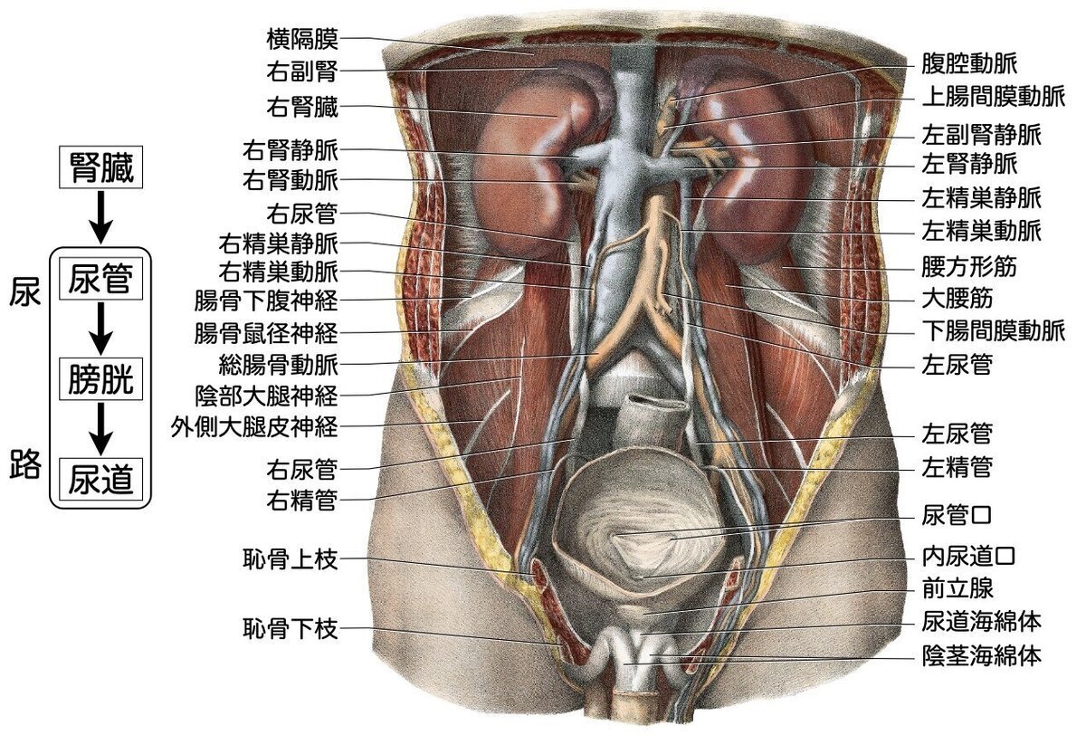 解剖生理学】 泌尿器系② 尿管・膀胱・尿道 解説｜かずひろ先生（黒澤