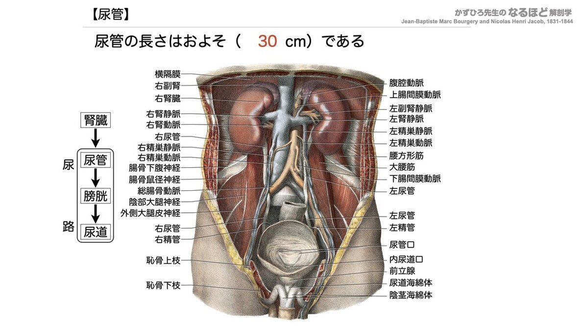 解剖生理学】 泌尿器系② 尿管・膀胱・尿道 一問一答｜かずひろ先生