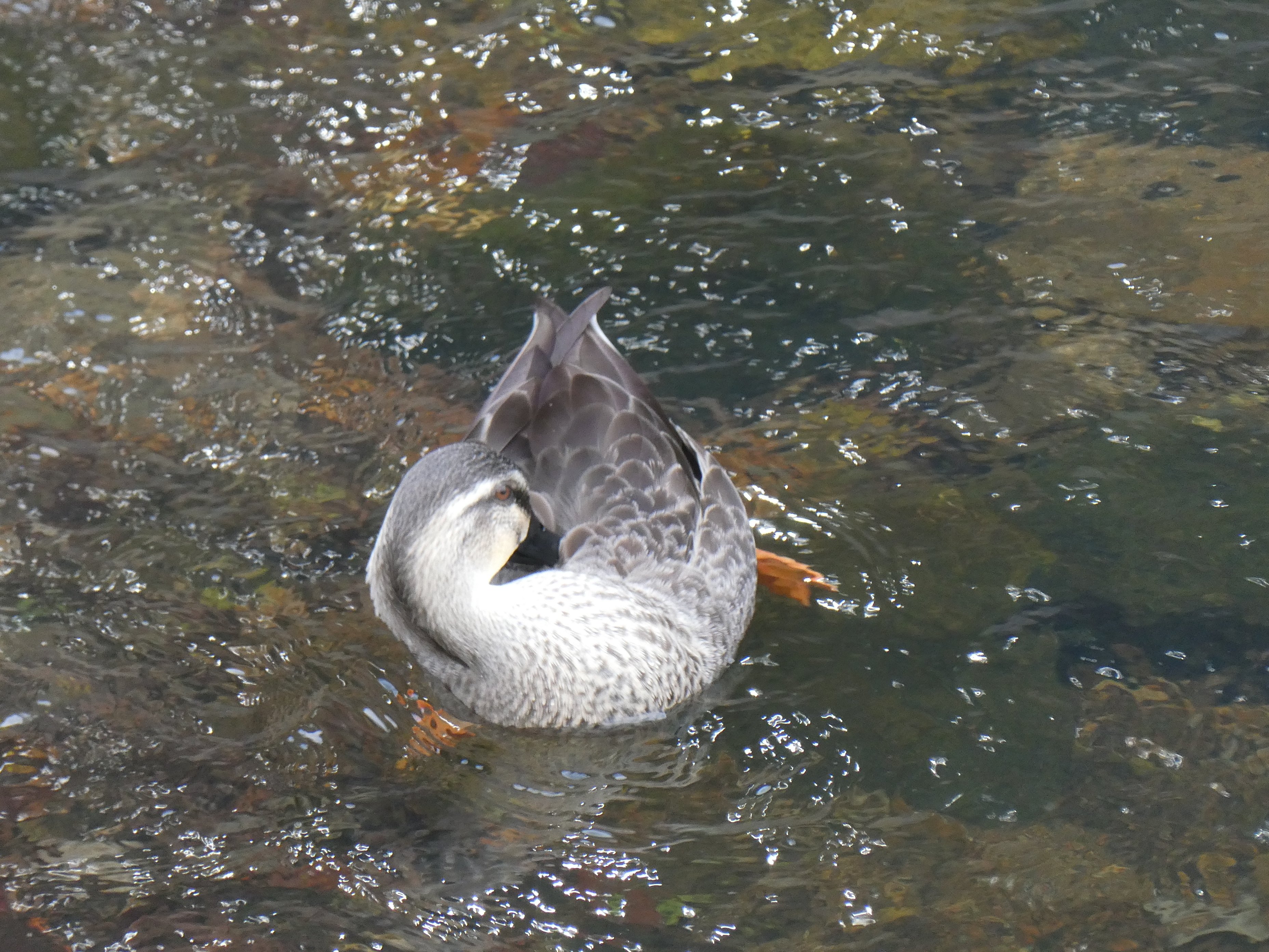 週次日記 2025-49 山田章博原画展＆姫路城 ｜ノベツ