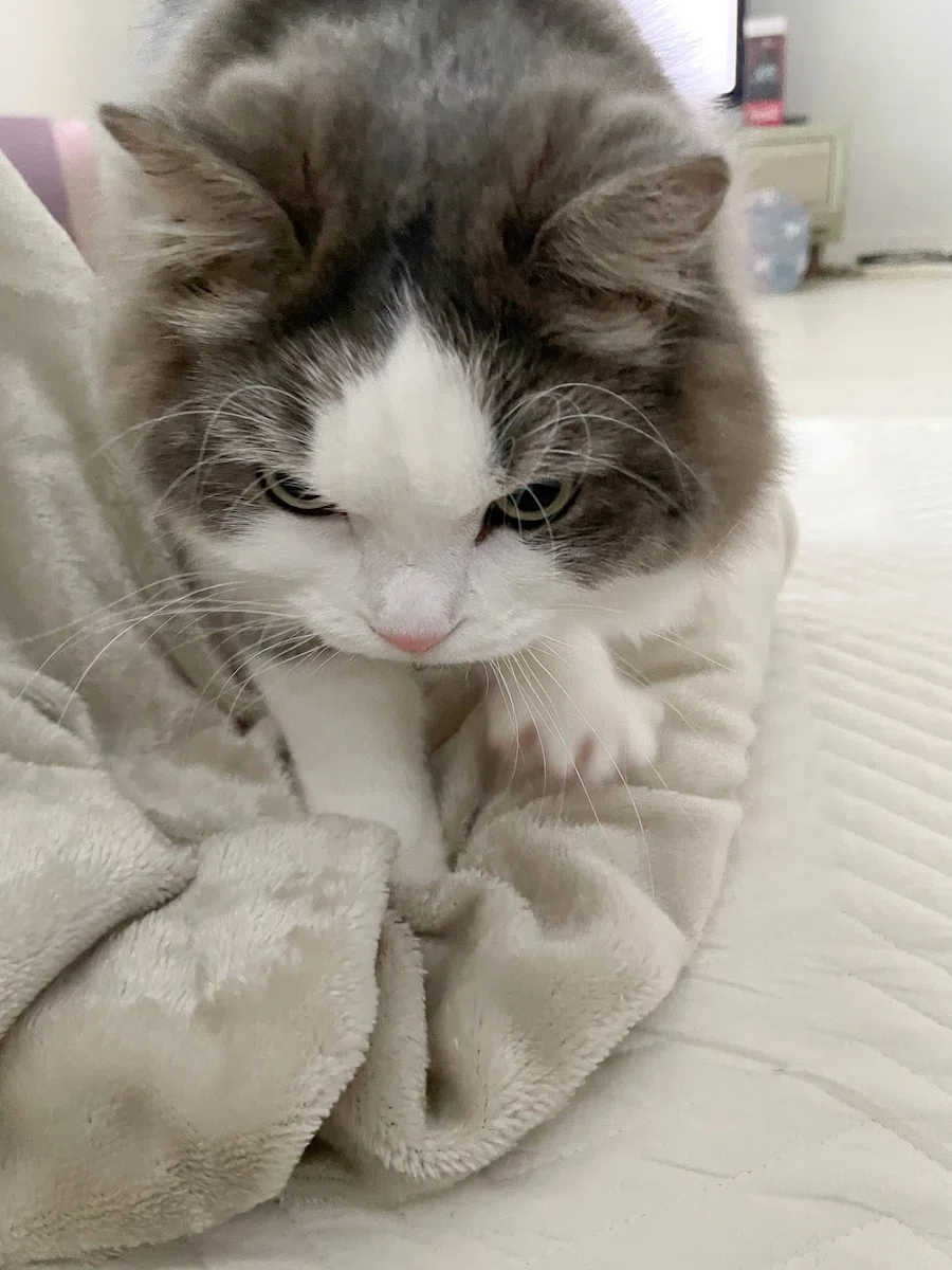 真剣な顔の猫｜みちゅねこ