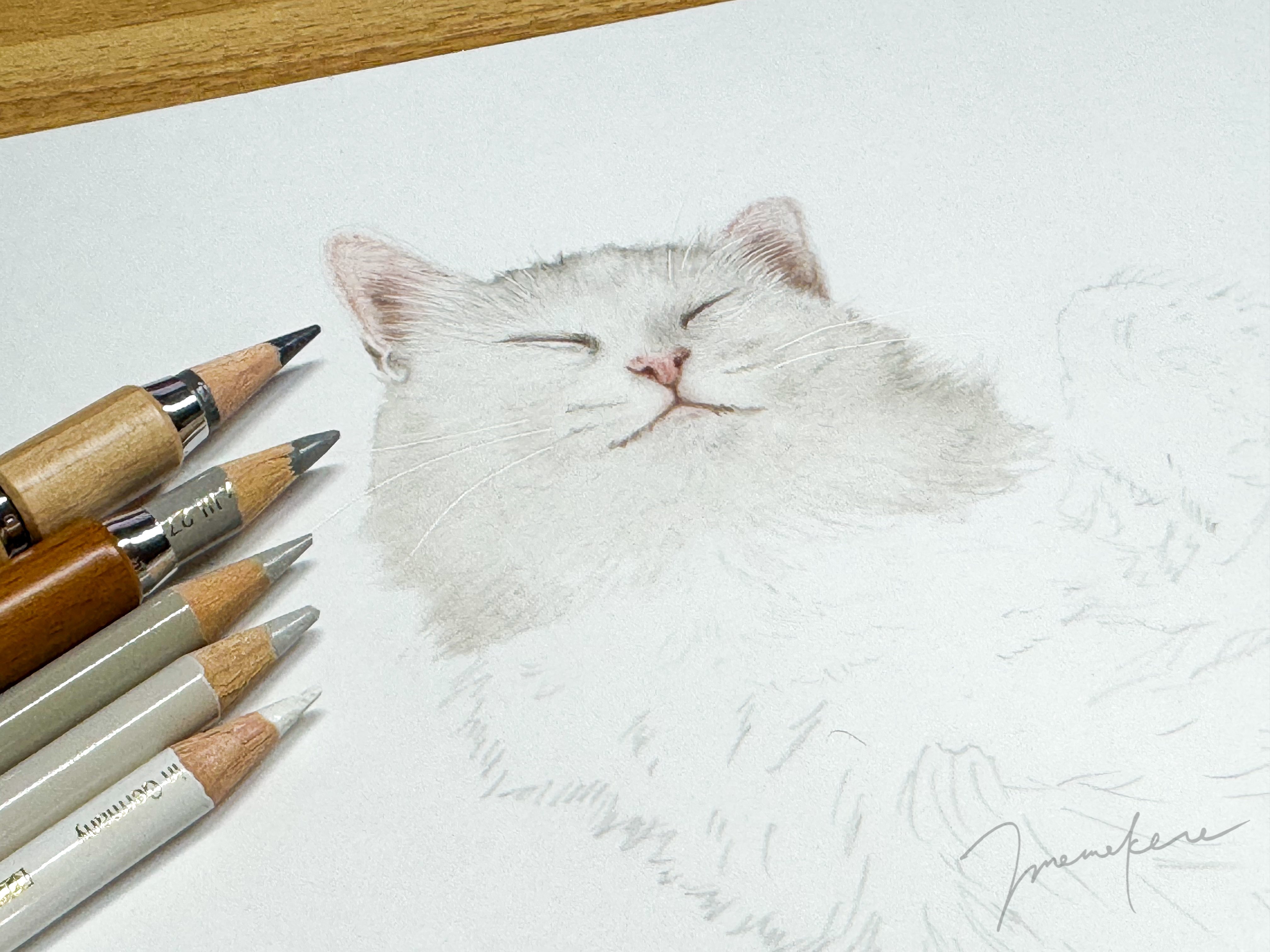 白猫ちゃんを描いていきます｜mamekoro