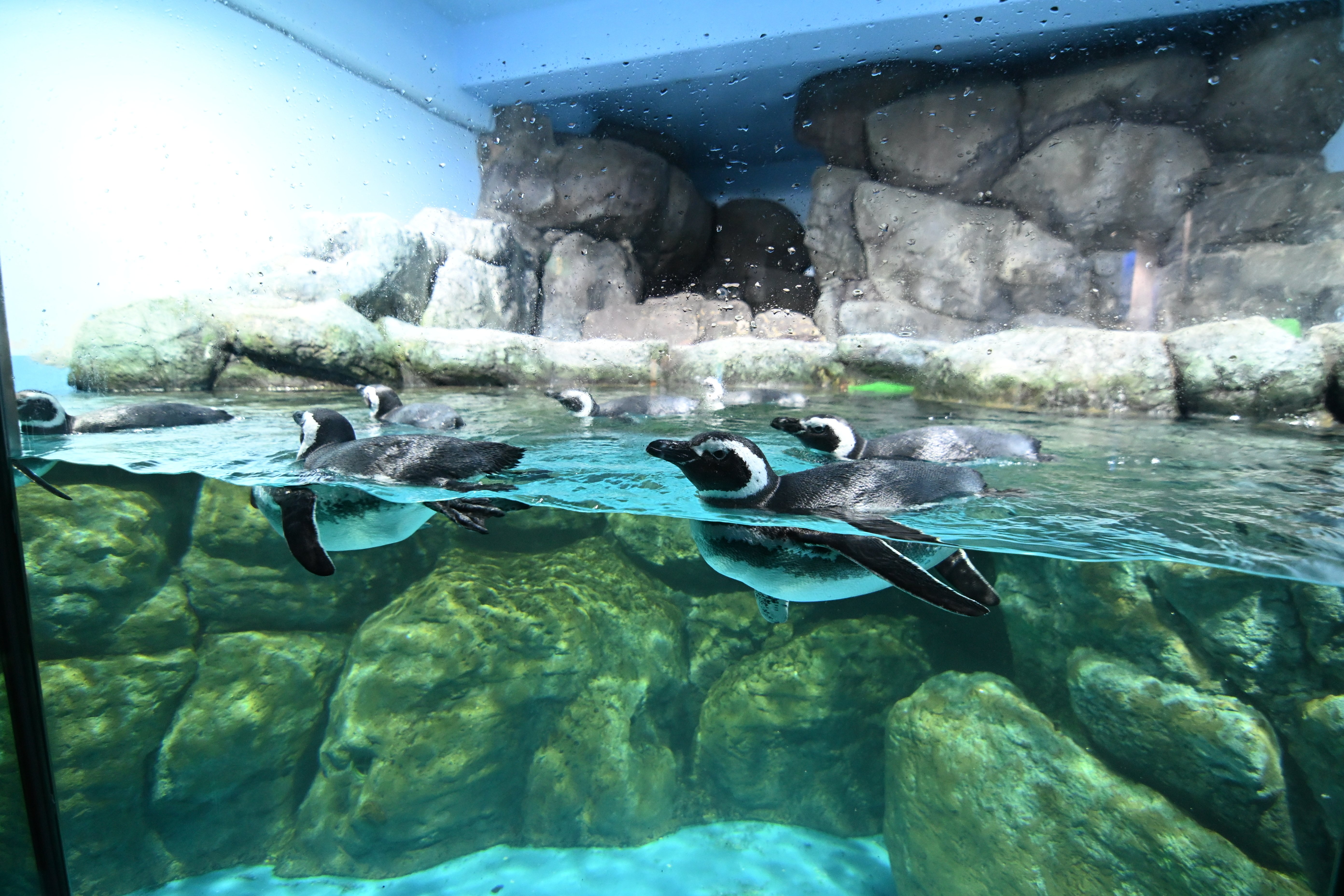 20251129_八景島シーパラダイス【Nikon Z50IIと水族館】｜山ネズミ