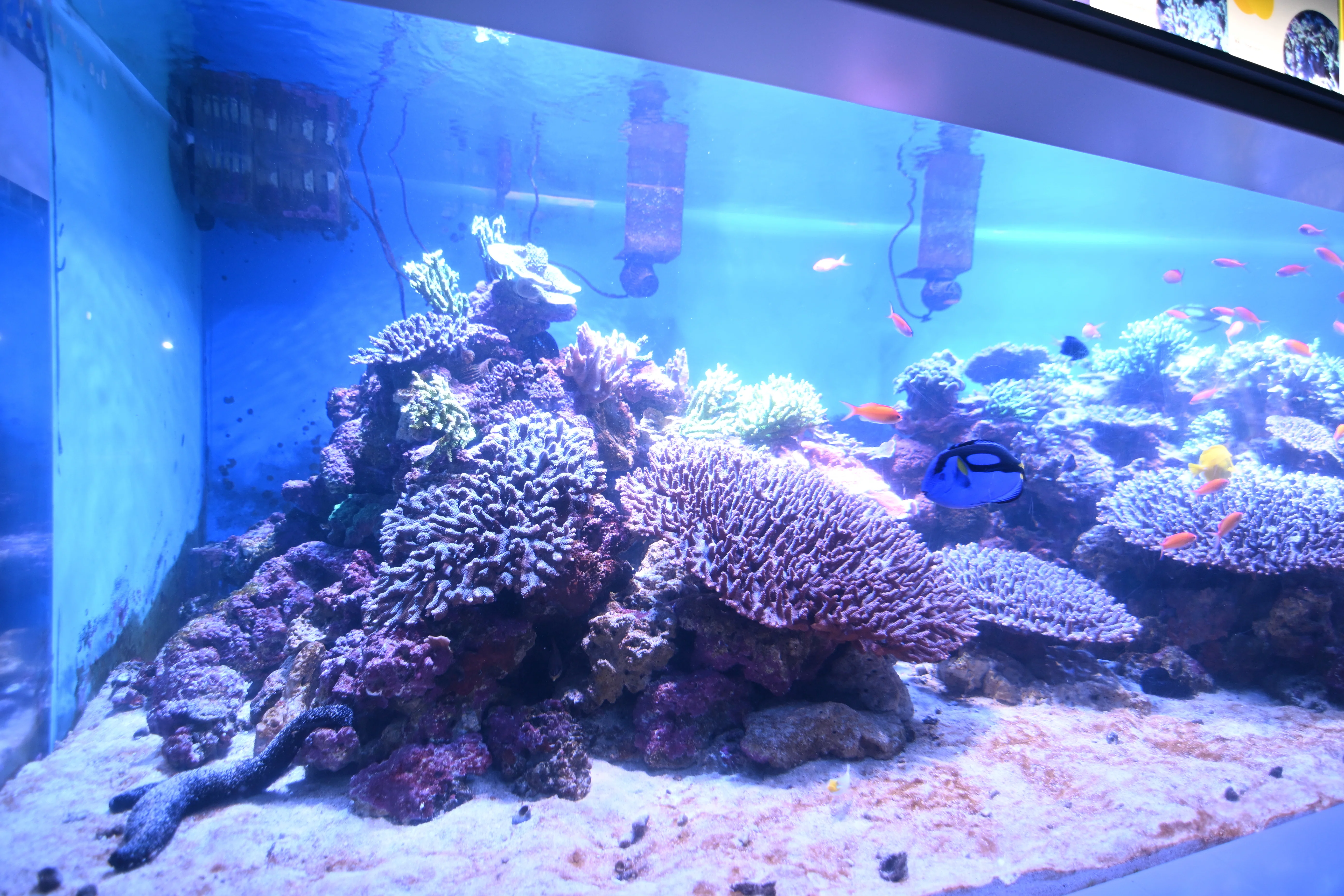 20251129_八景島シーパラダイス【Nikon Z50IIと水族館】｜山ネズミ