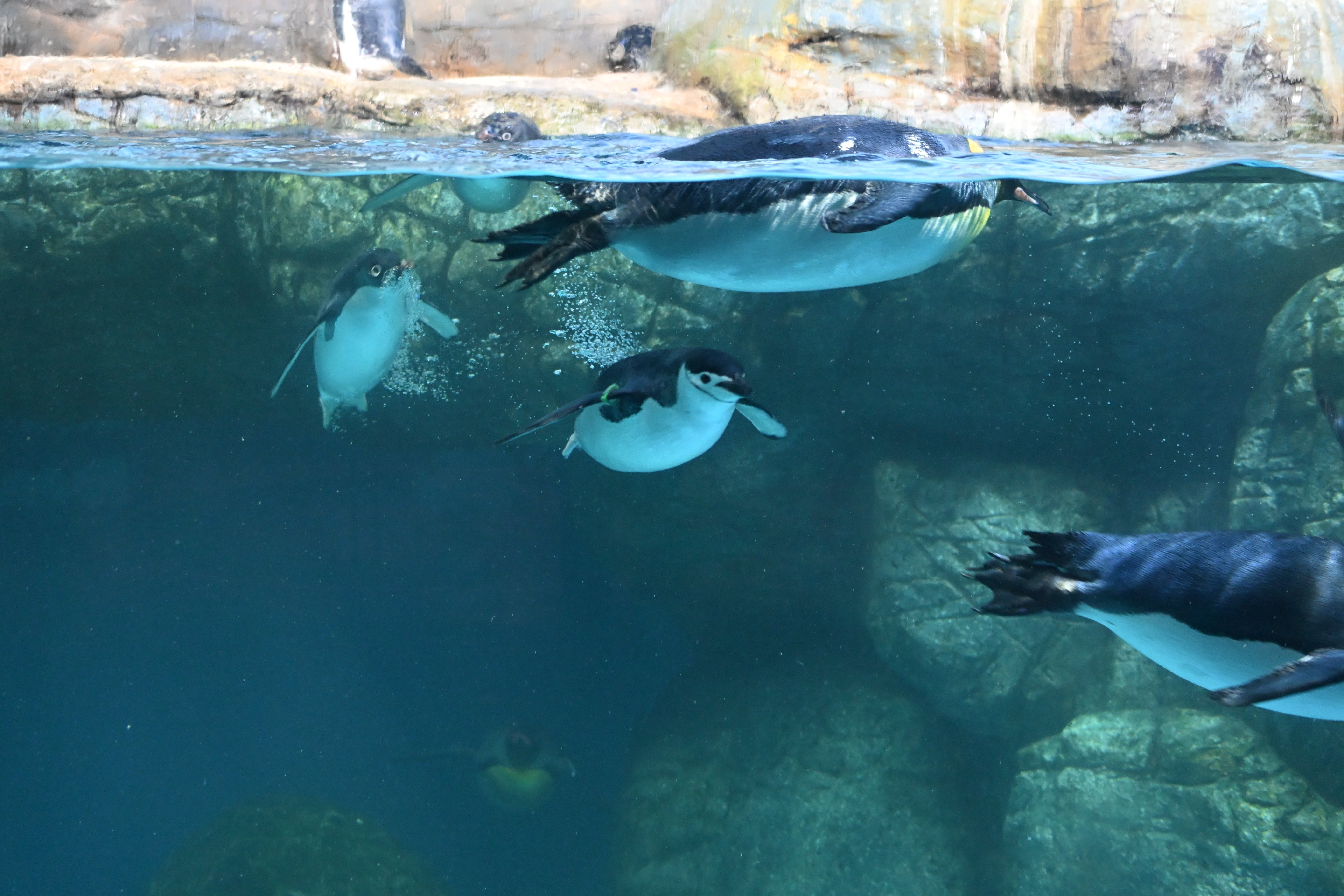 20251129_八景島シーパラダイス【Nikon Z50IIと水族館】｜山ネズミ
