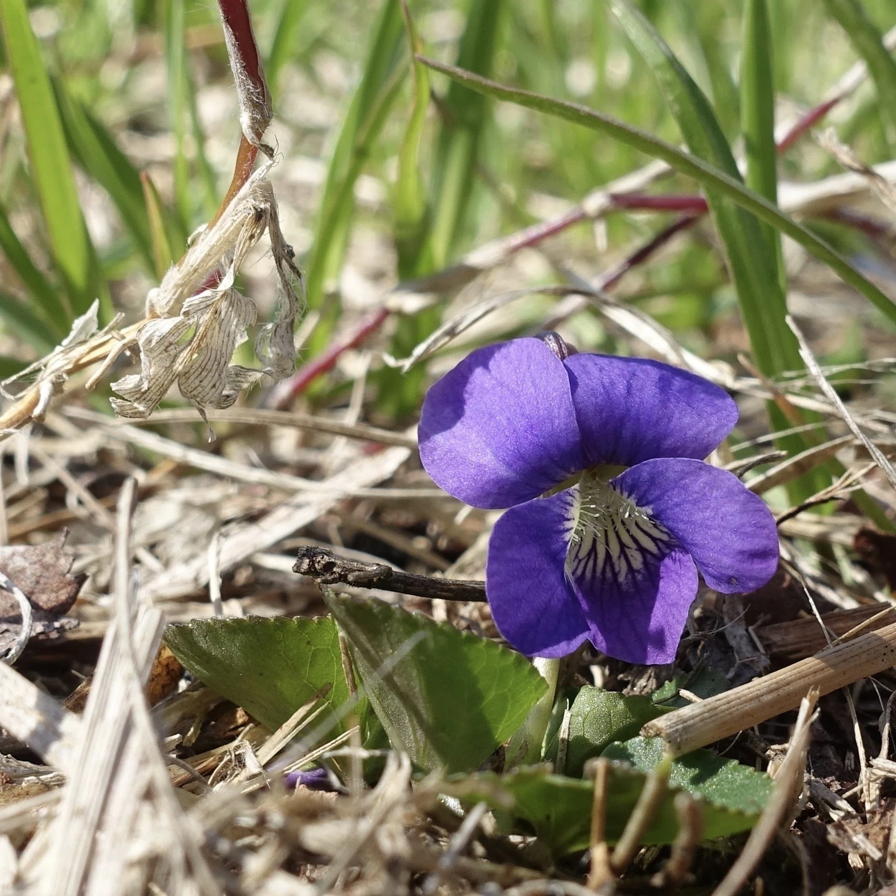 アメリカスミレサイシン　オーガニック　苗　ヘビイチゴとエリゲロン付き アメリカスミレサイシン Viola sororia｜noteスミレの部屋 – Violets