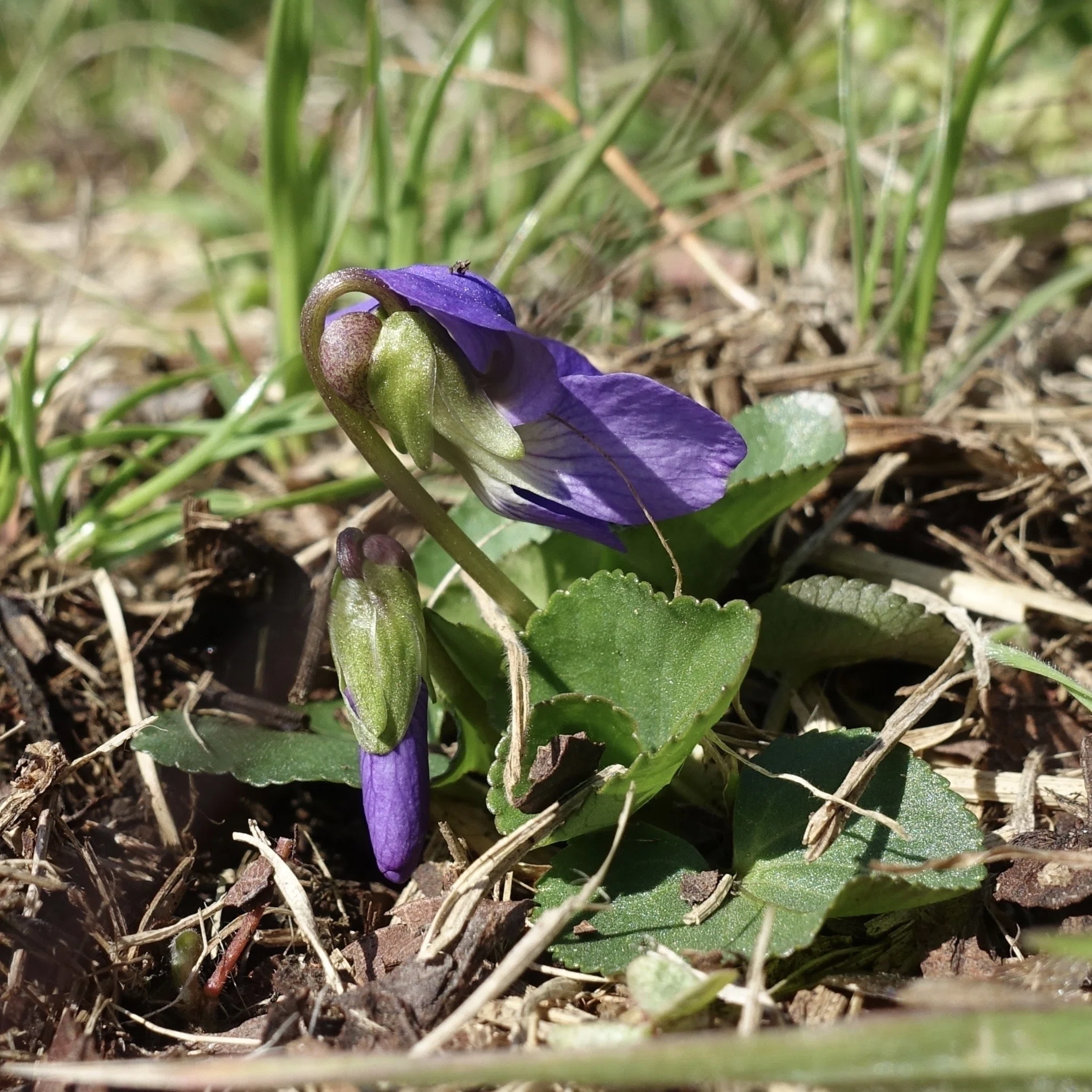 アメリカスミレサイシン Viola sororia｜noteスミレの部屋 – Violets