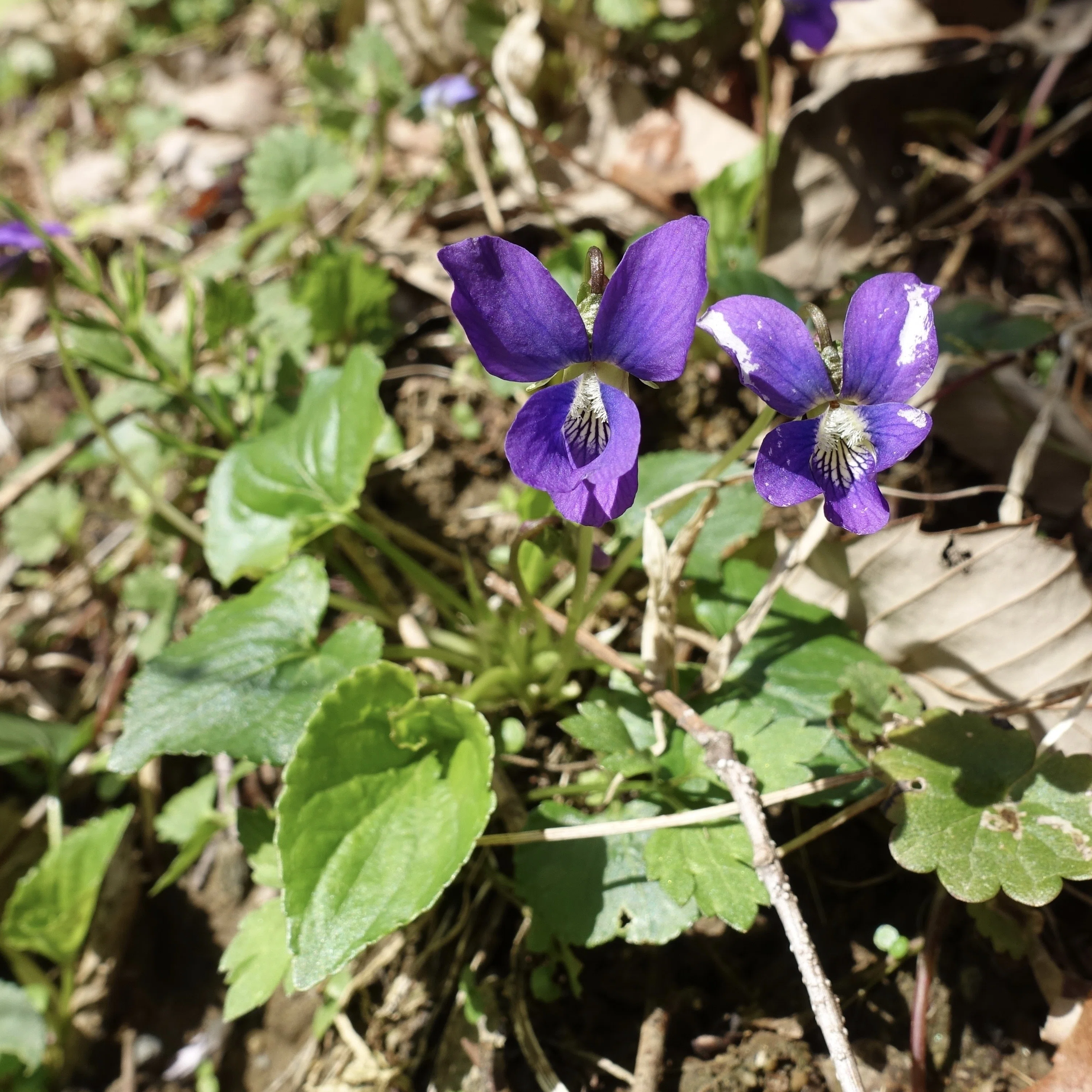 アメリカスミレサイシン　オーガニック　苗　ヘビイチゴとエリゲロン付き アメリカスミレサイシン Viola sororia｜noteスミレの部屋 – Violets