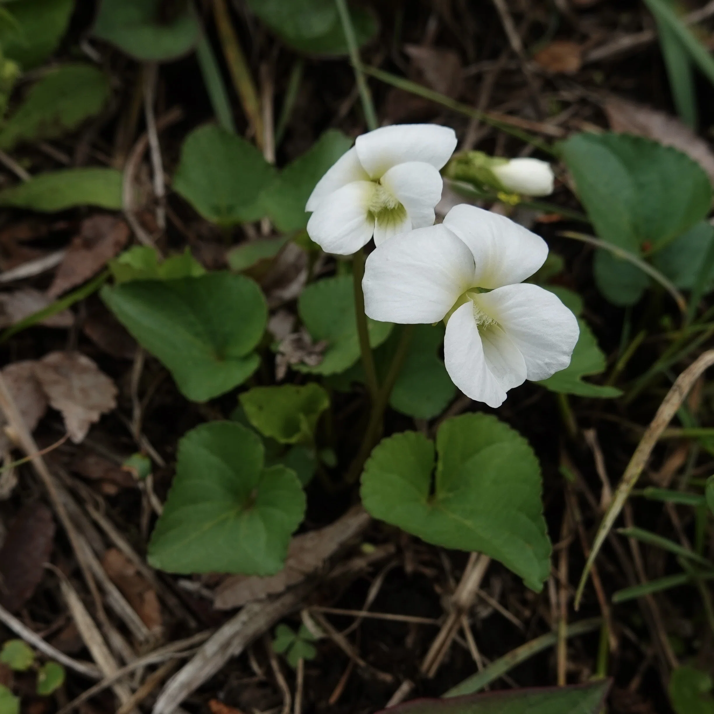 アメリカスミレサイシン Viola sororia｜noteスミレの部屋 – Violets