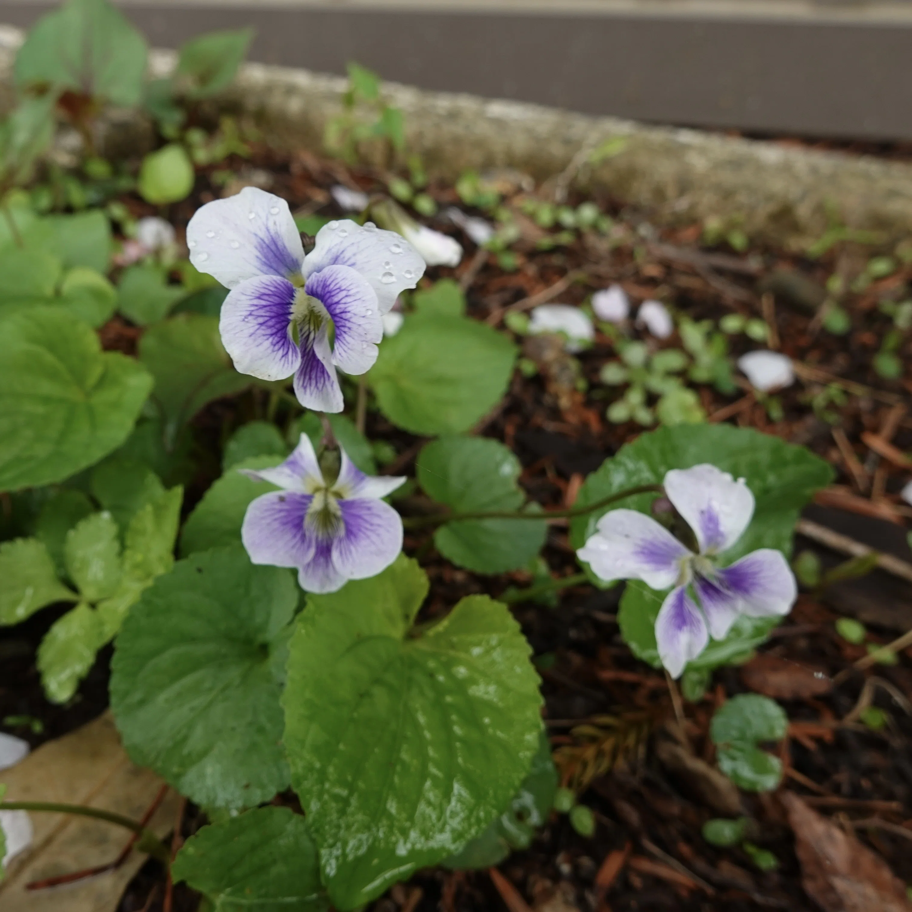 アメリカスミレサイシン Viola sororia｜noteスミレの部屋 – Violets
