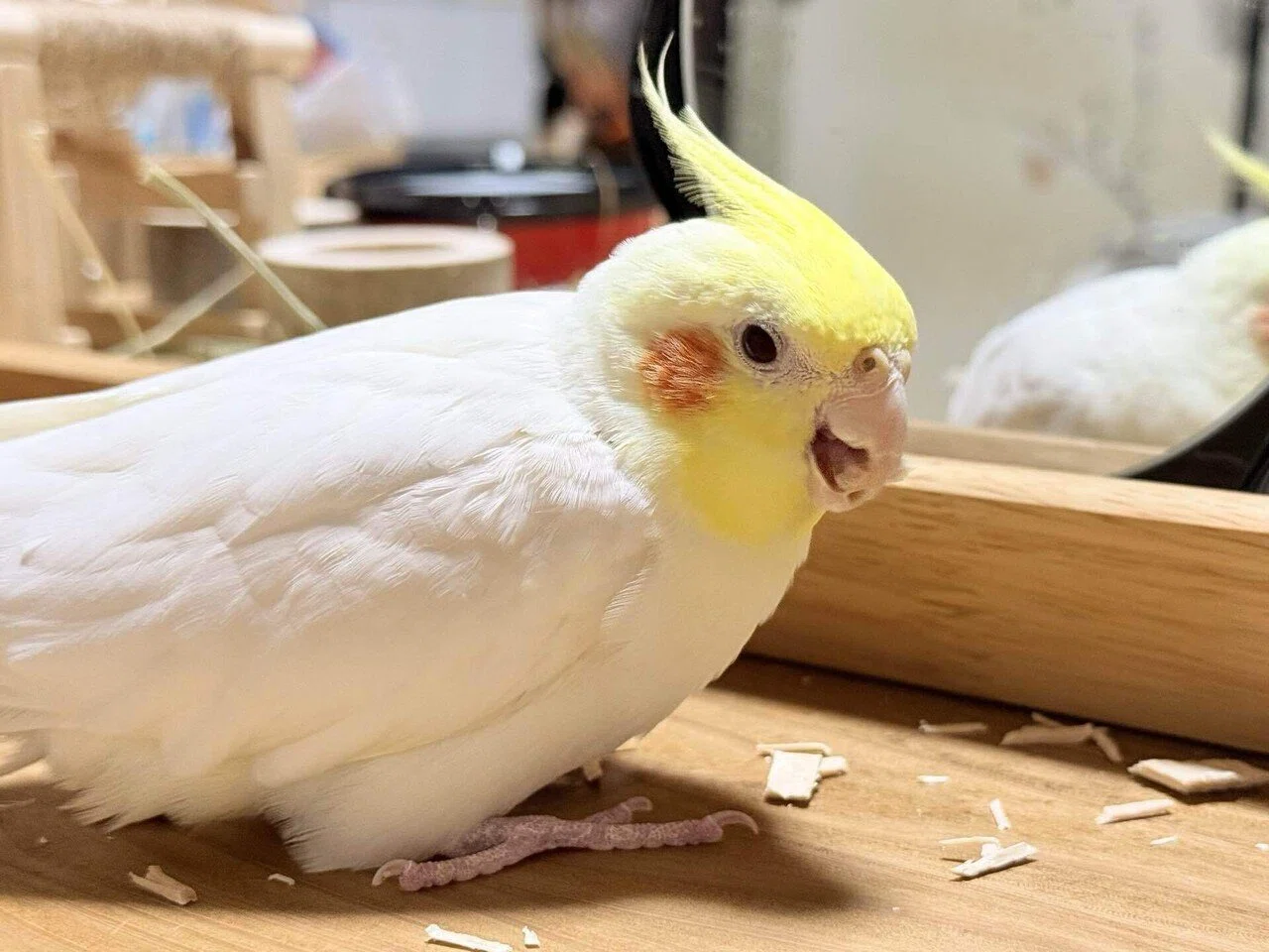 鳥と暮らす🦜新たにサザナミインコをお迎え。多頭飼い始めました