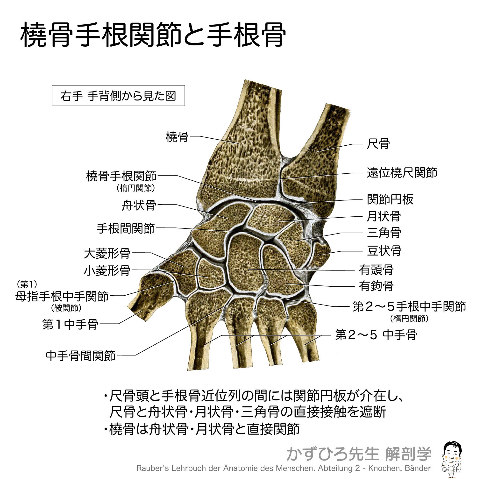 橈骨手根関節と手根骨｜かずひろ先生（黒澤一弘｜解剖×教育×AI）