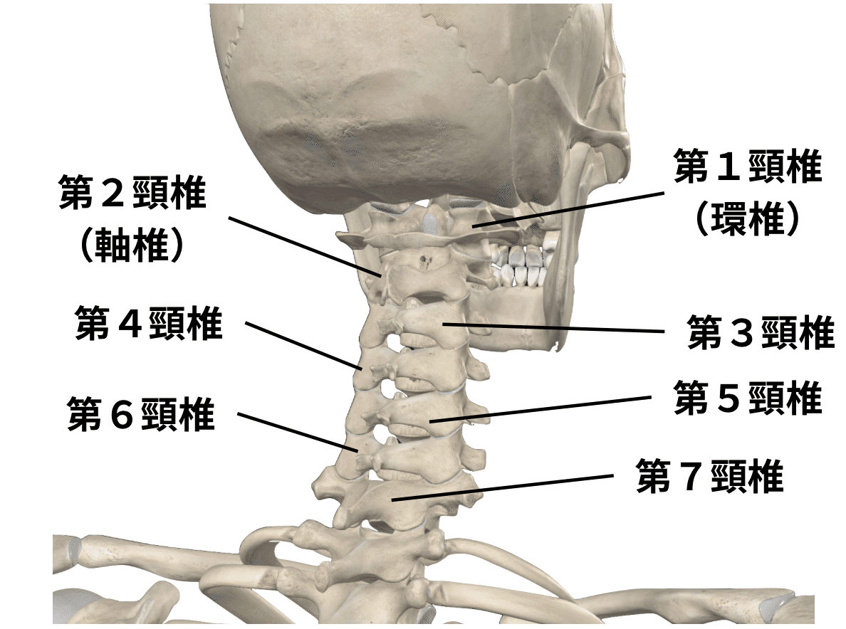 頭頸部の構造理解と臨床評価アプローチ｜理学療法士による臨床のためのnote