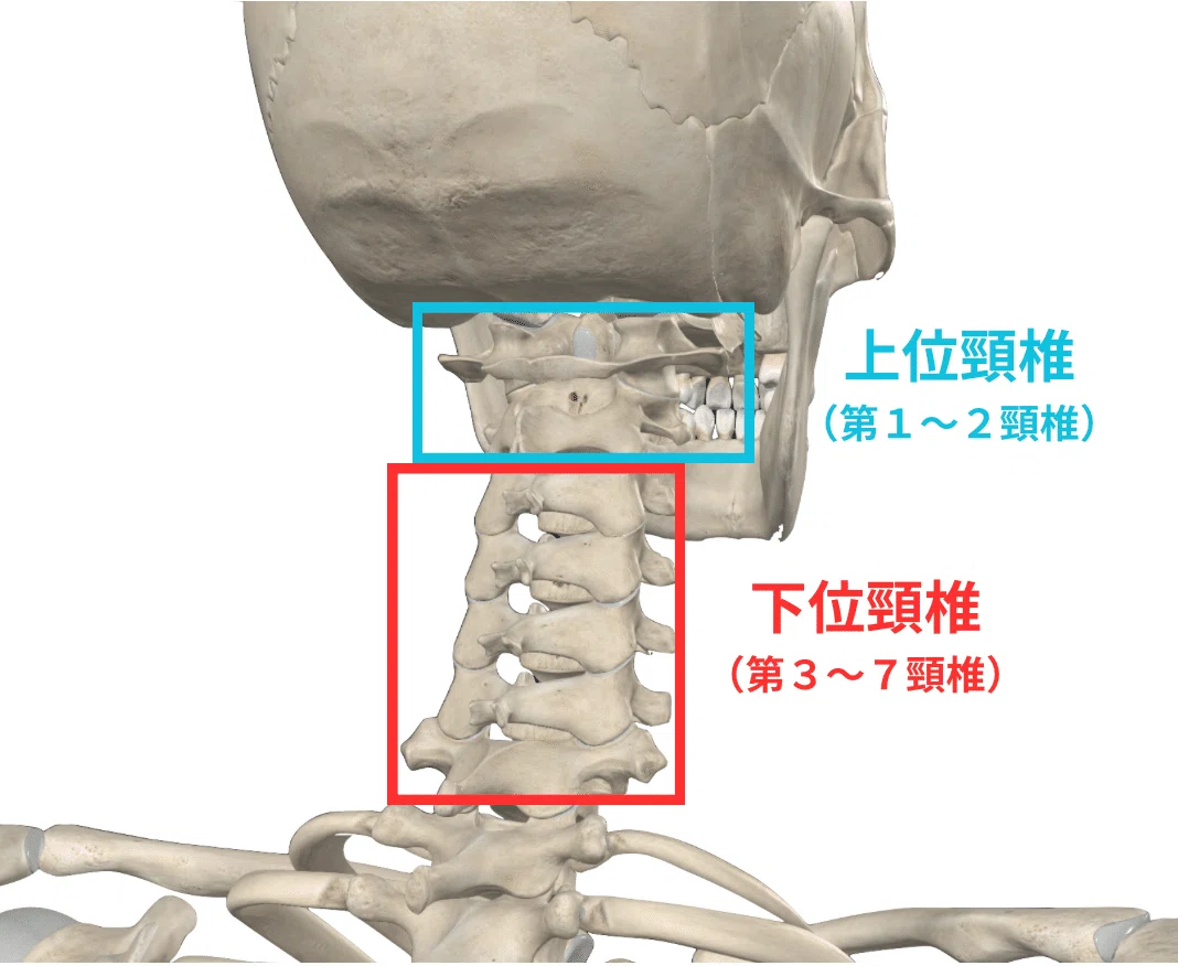 頭頸部の構造理解と臨床評価アプローチ｜理学療法士による臨床のためのnote