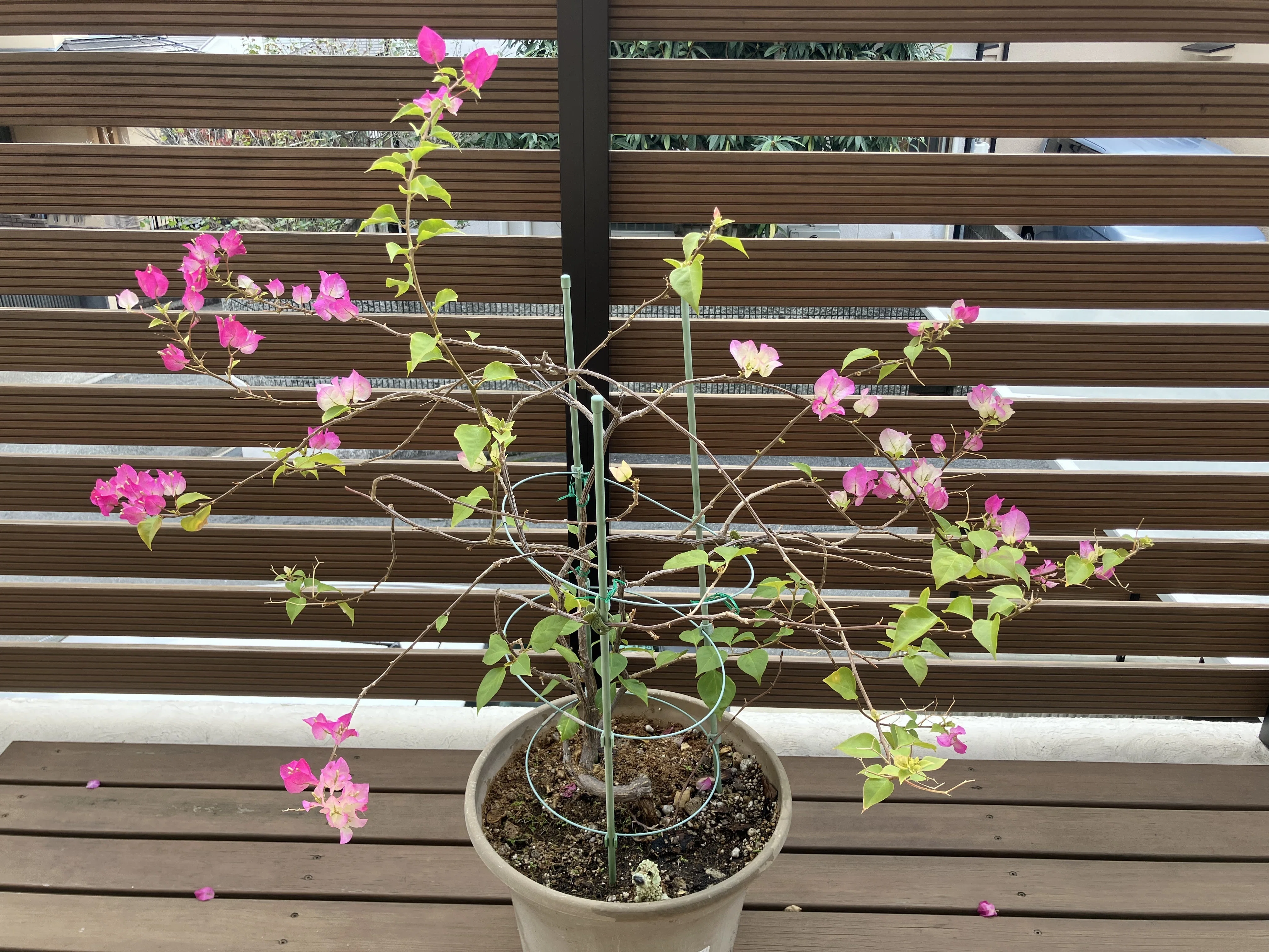 行き当たりばったり園芸】ブーゲンビリアの冬支度｜キッチンのかたすみ