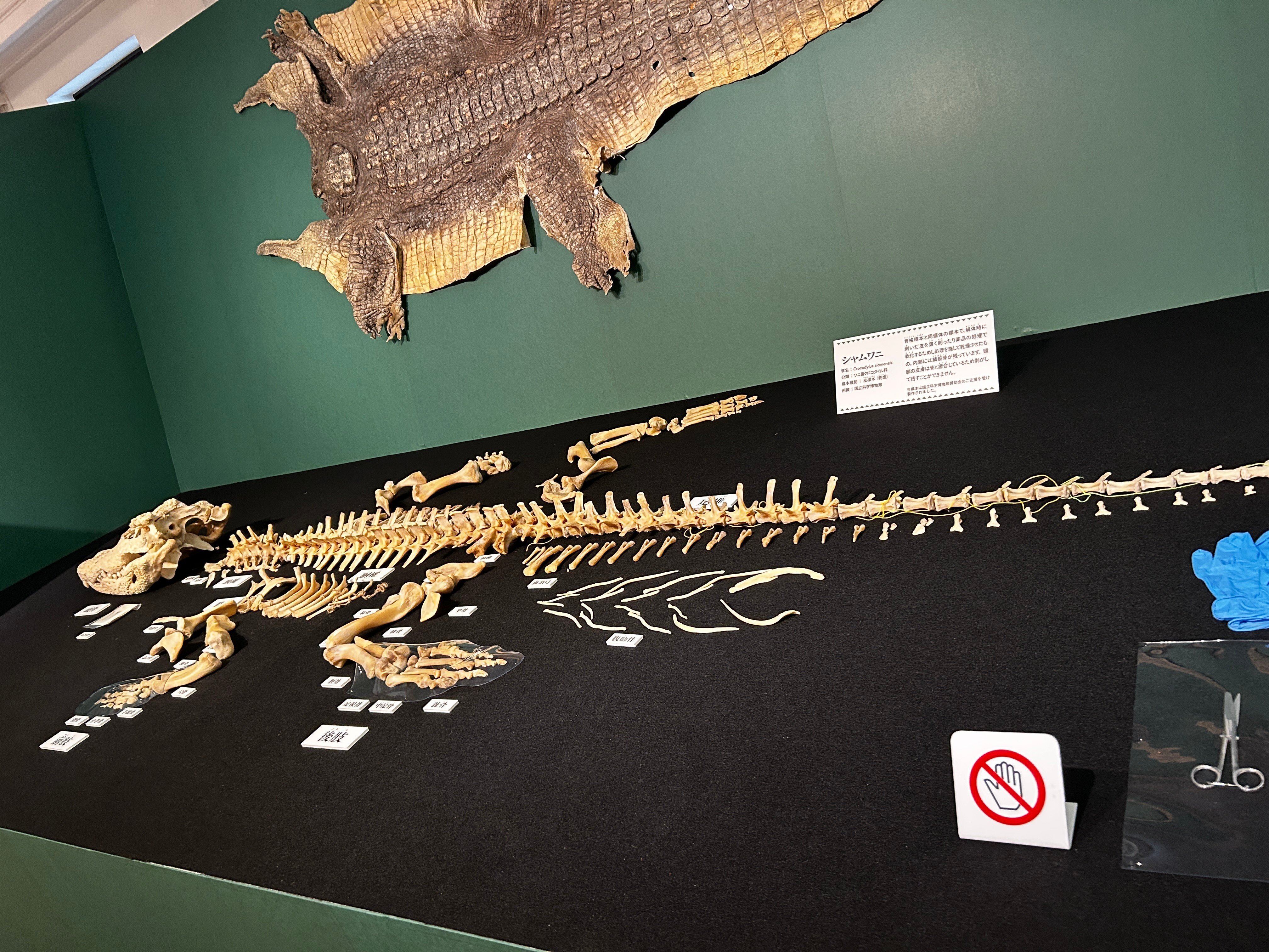 ワニ展からの量子展 ― 2つの「種族の差」をまざまざと感じた秋の日