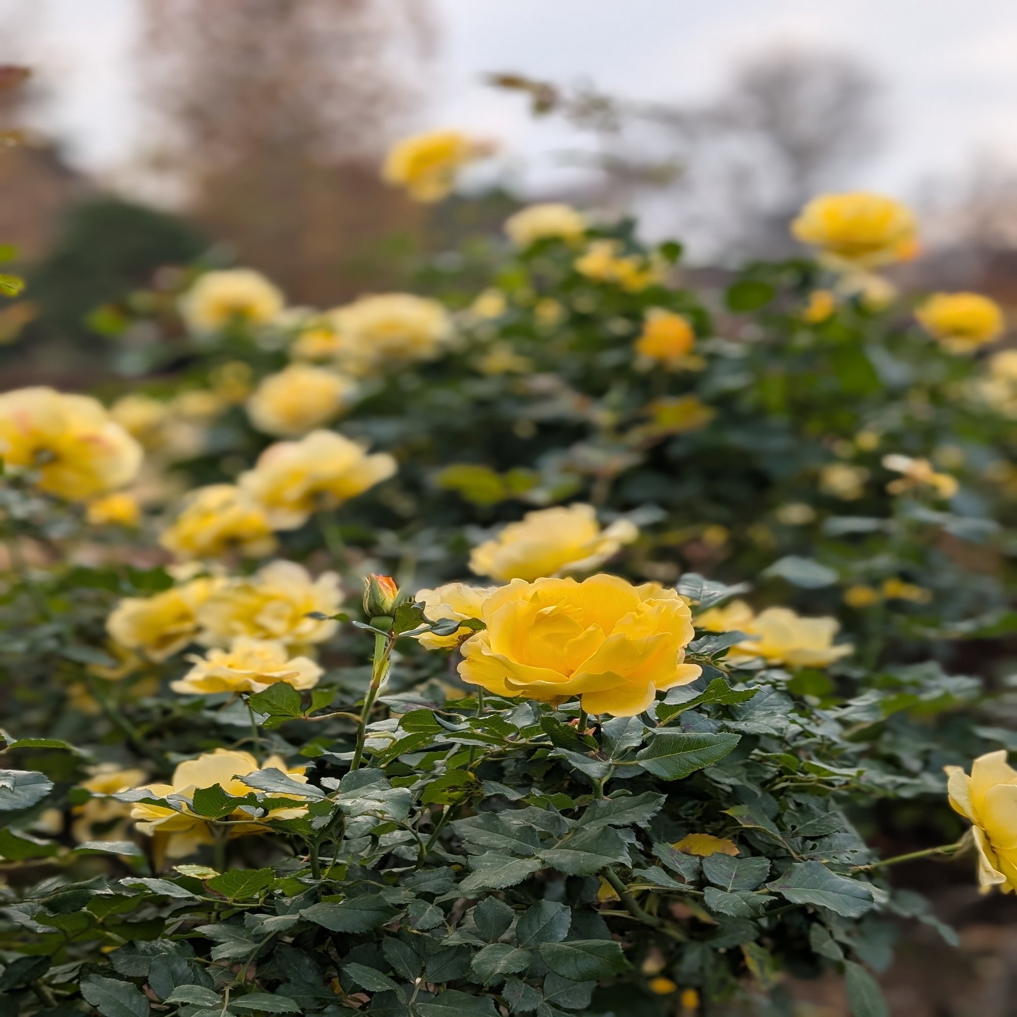 久々に新宿御苑へ 金星期の振り返りも｜餡詩織（そらのまど）